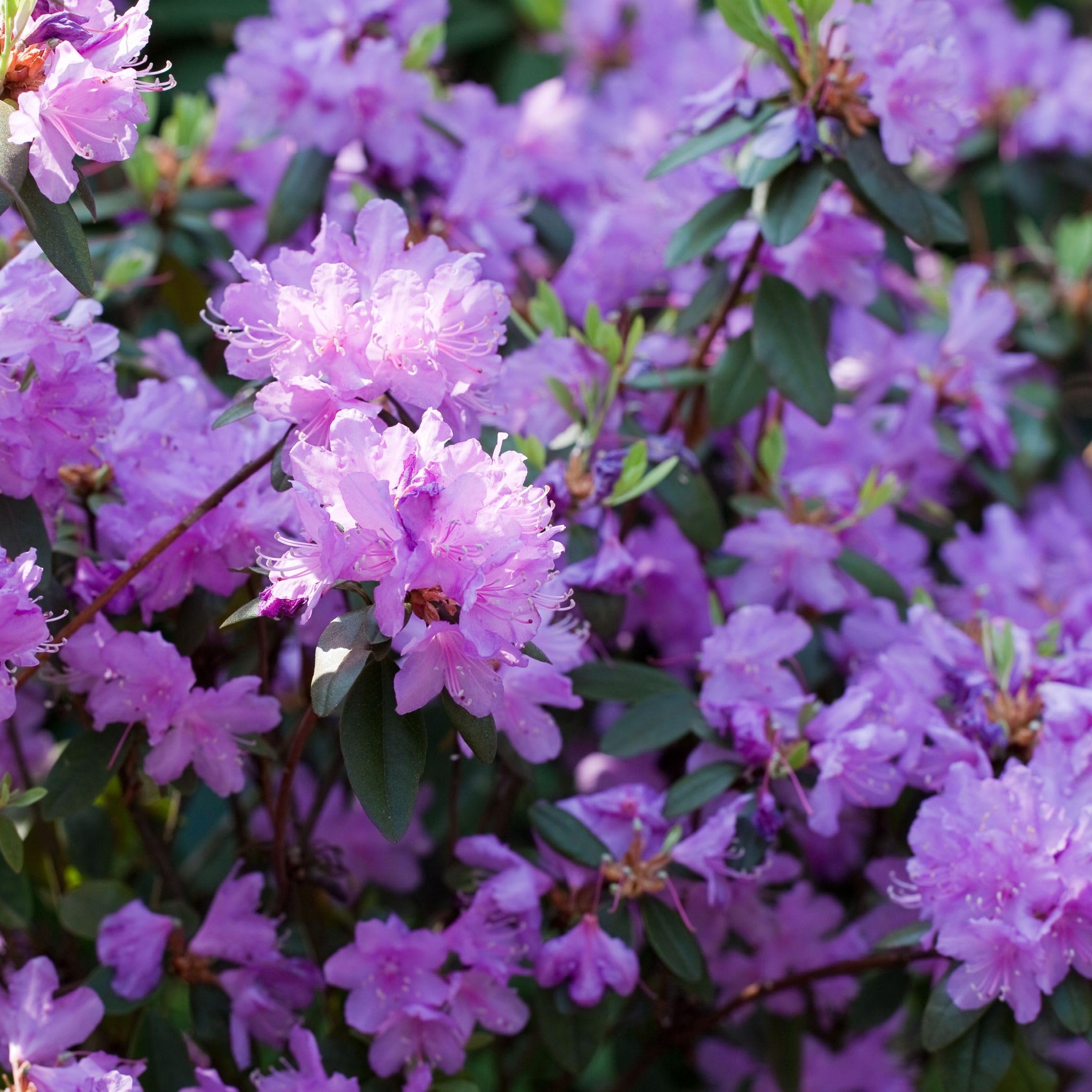 Plant in a Box - Rhododendron - 3er Mischung - Lila, wei & Rosa - Topf 9cm  - Hhe 25-40cm : Amazon.de: Garten