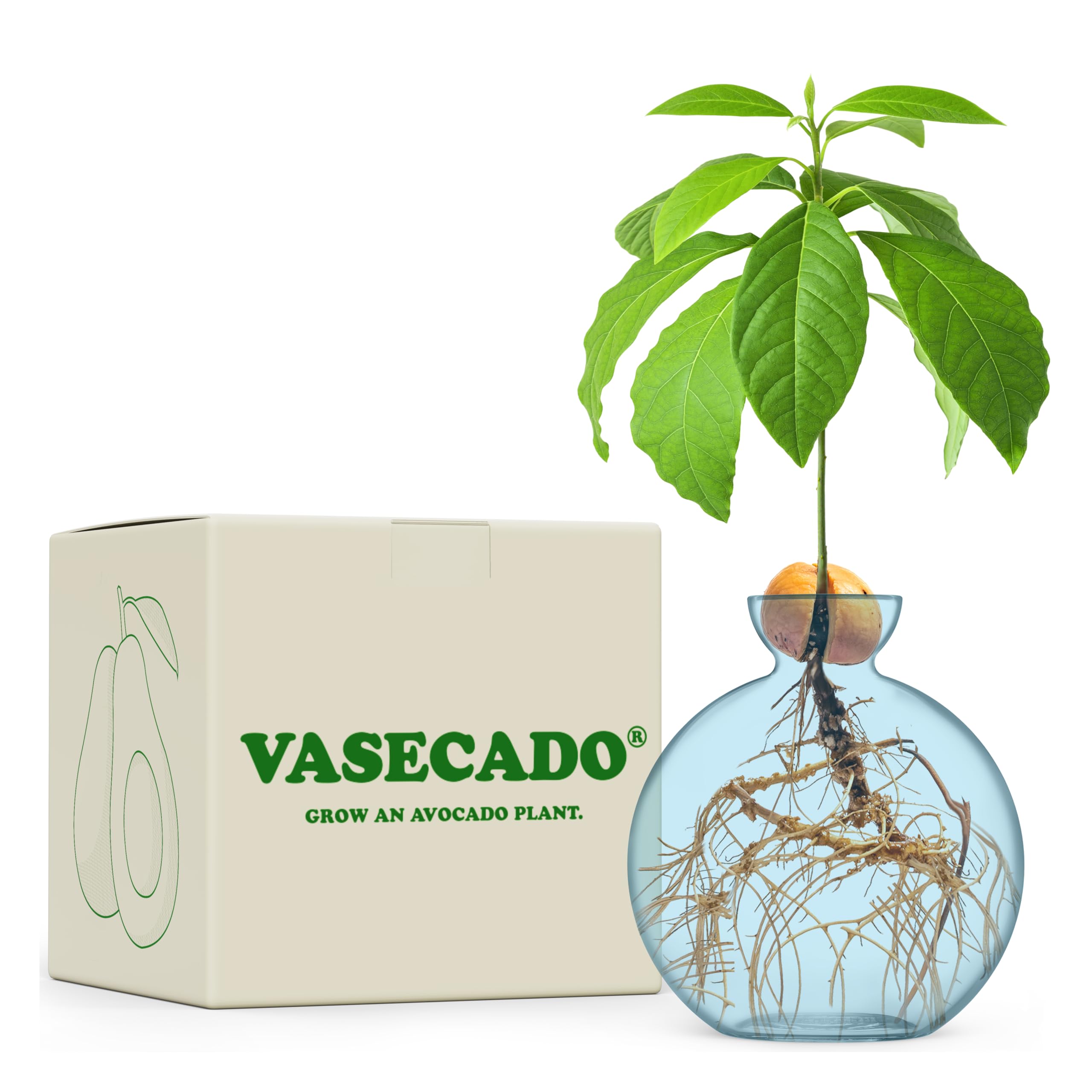 Vasecado Avocado Aqua Avocado Seed Vase For Avocados (Avocado Aqua)