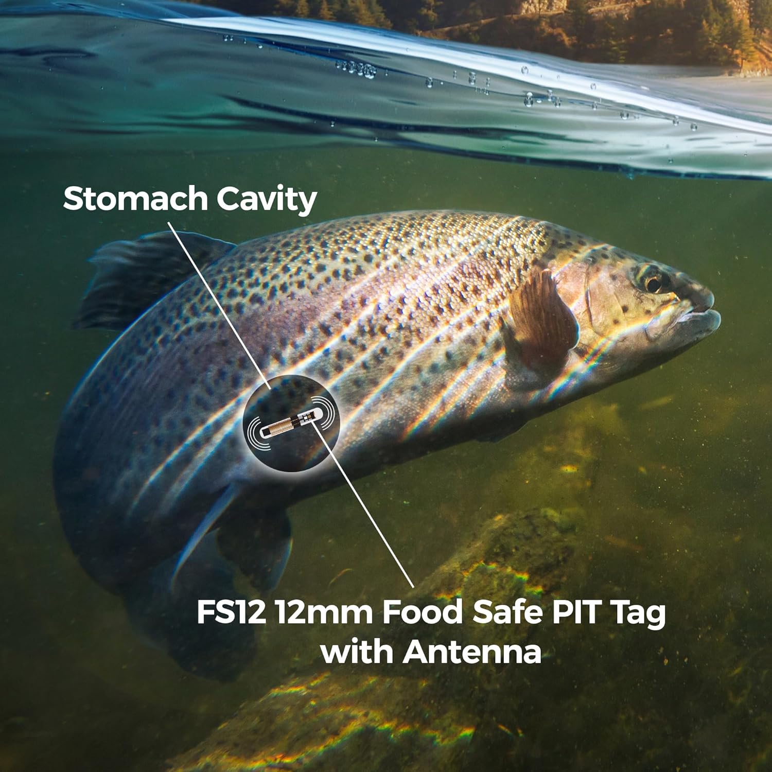 Food Safe 12mm x 2.12mm Pit Tag for Fish & Marine Wildlife - ISO 11784/11785 Compliant - Consumable Application Pit Tagging for Pond Service (100)