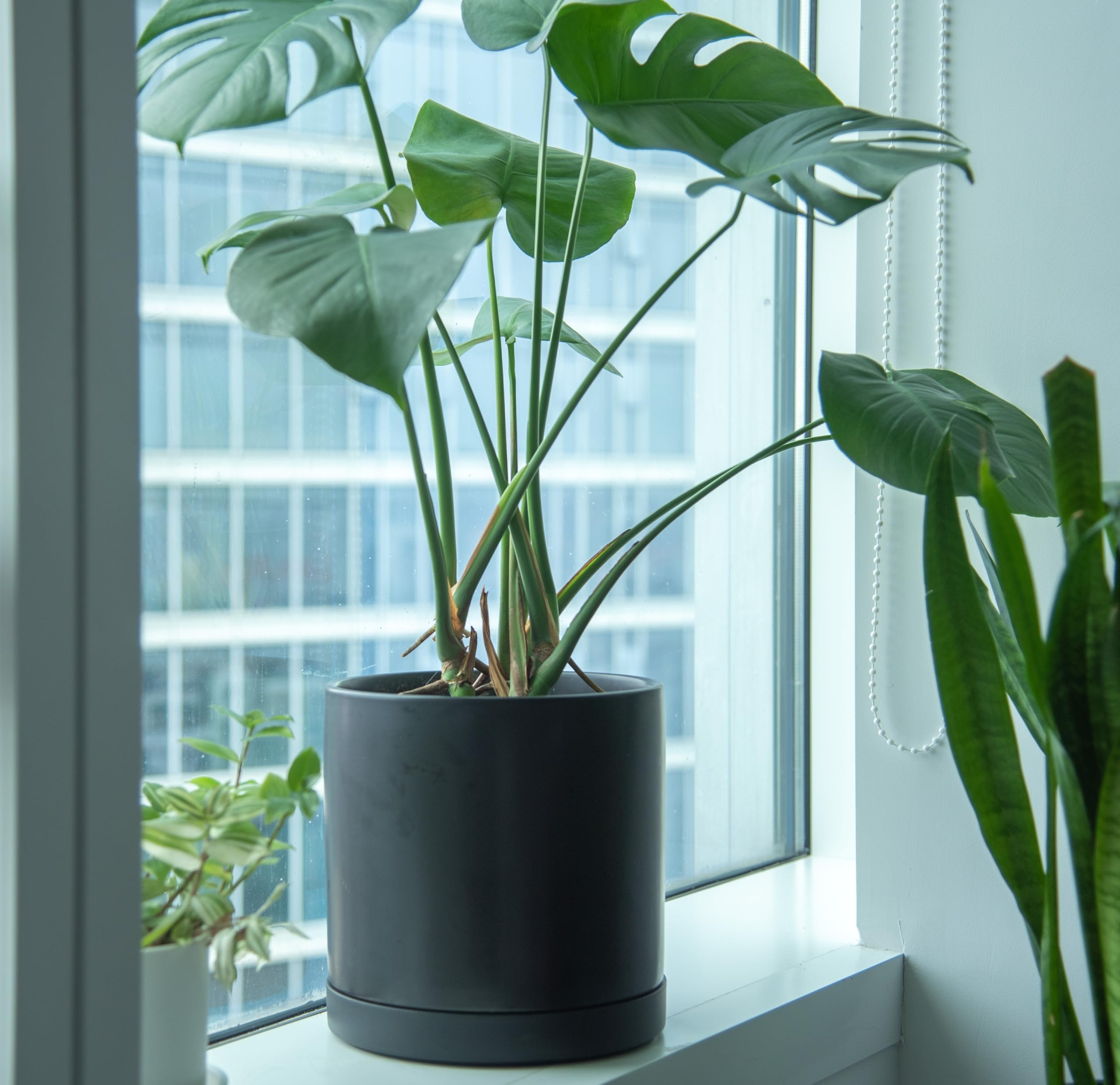 Phoenix Vine Plant Saucers - Heavy Duty Drainage -5