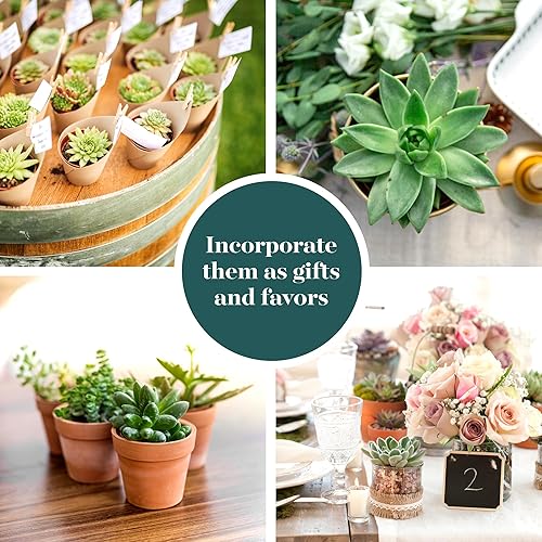 Miniatura 4 de Compre la suculenta y verde colección de suculentas., paquete de de 12