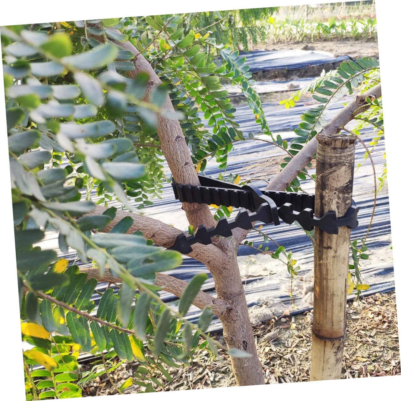 Garneck 10 Stück Schwarze Gummibinder für Äste zum Bäume Anbinden Verstellbare Baumbefestigungsbänder aus Gummi für Bonsai und Junge Bäume im Garten