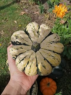 Hundredfold Sweet Dumpling Winter Squash Vegetable 30 Seeds - Cucurbita Pepo Non-GMO Delicata Squash for Garden and Yard Planting, Packed & Shipped in Canada
