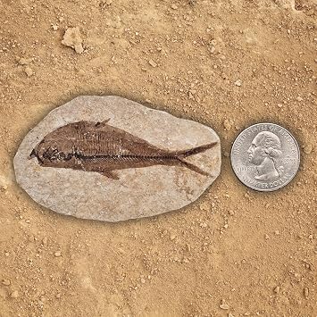 Fossil Fish Display