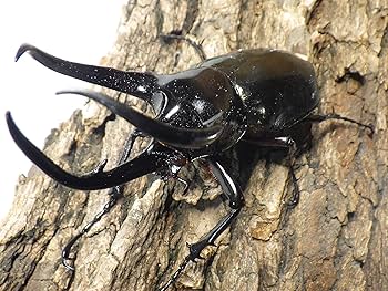 Amazon | プレミアムドルクス 【6/10入荷】タイリクコーカサス