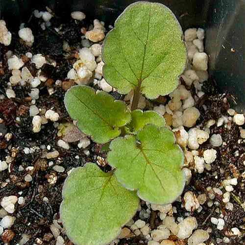 Miniatura 5 de Seed Needs, Swiss Giants - Semillas de pensamiento  600 semillas tradicionales para plantar viola wittrockiana  Flores comestibles anuales que