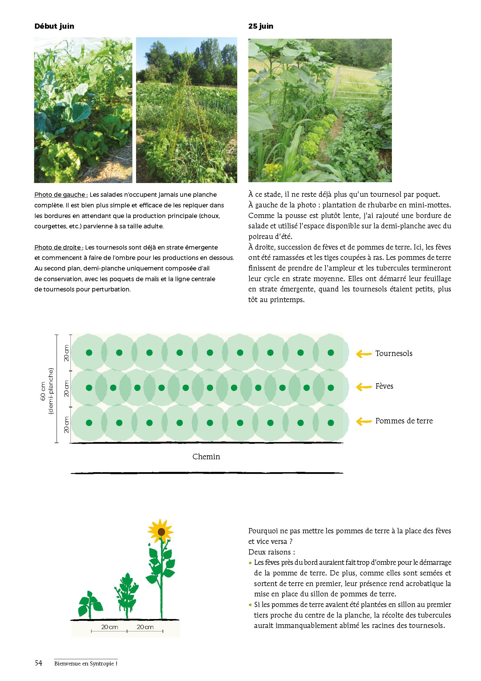 Bienvenue en syntropie: Un jardin d'abondance, des principes au terrain
