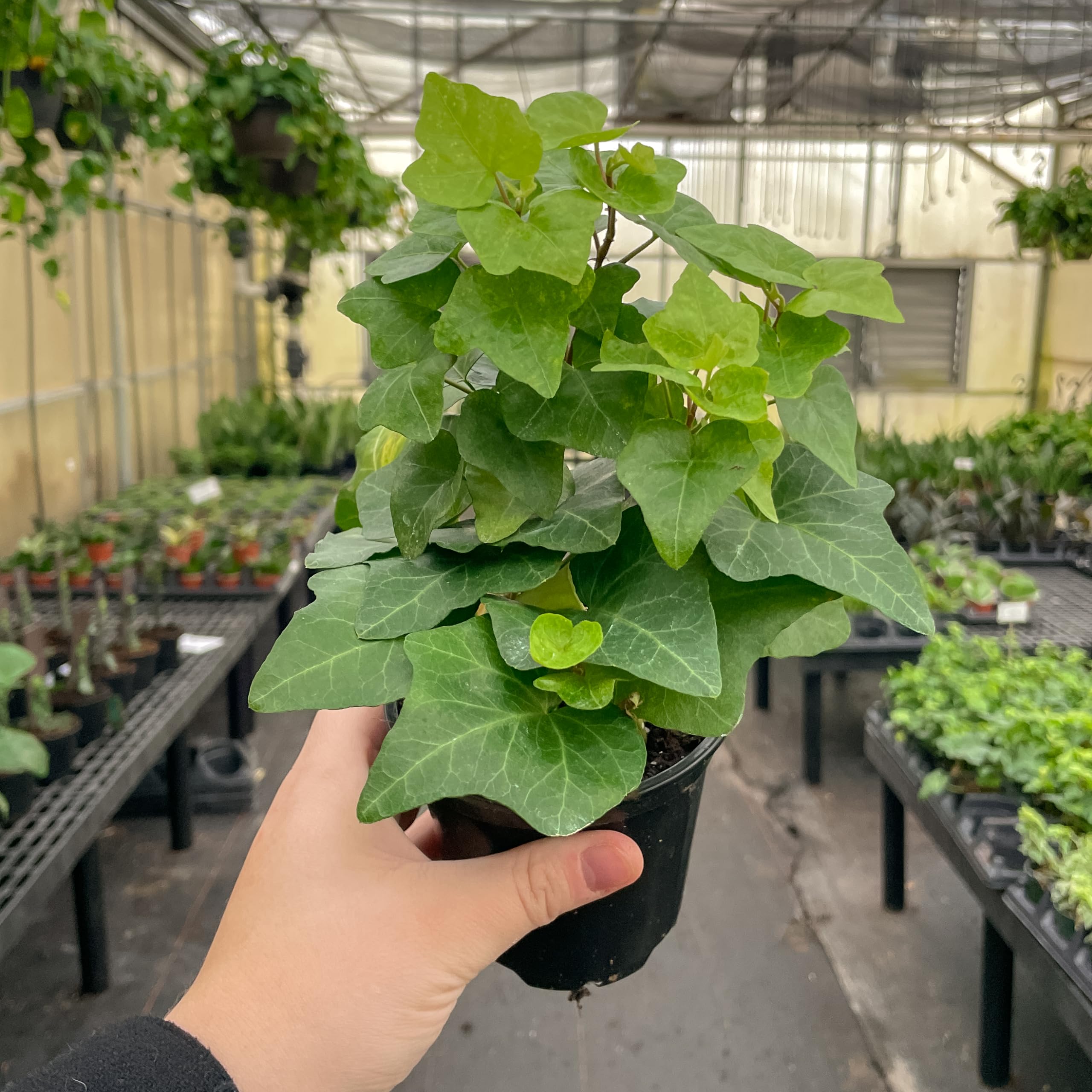 Amazon.com : Live Green English Ivy Plant, Hedera Helix, Vining