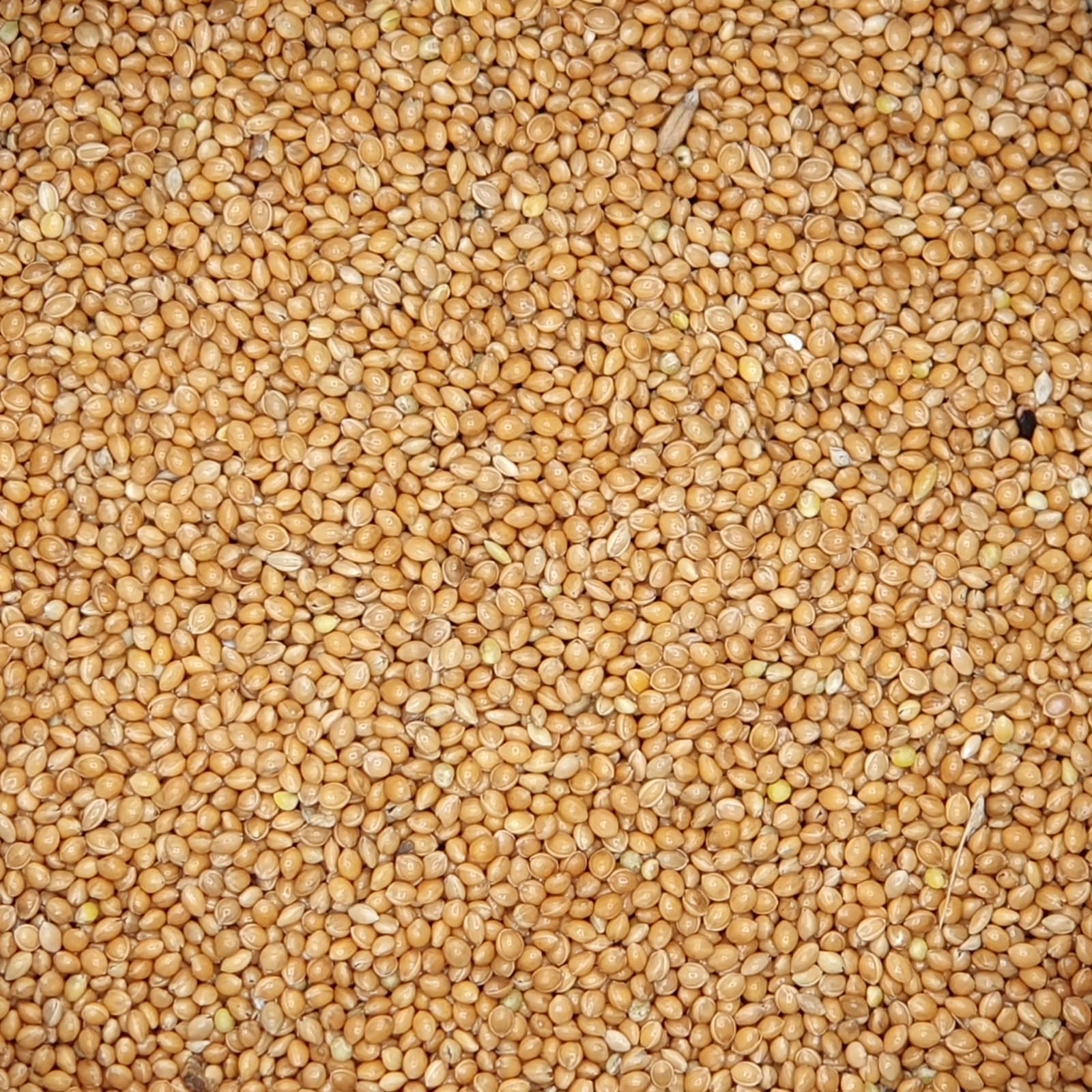 Comida para pájaros Versele laga Panizo En Grano 25 Kg.