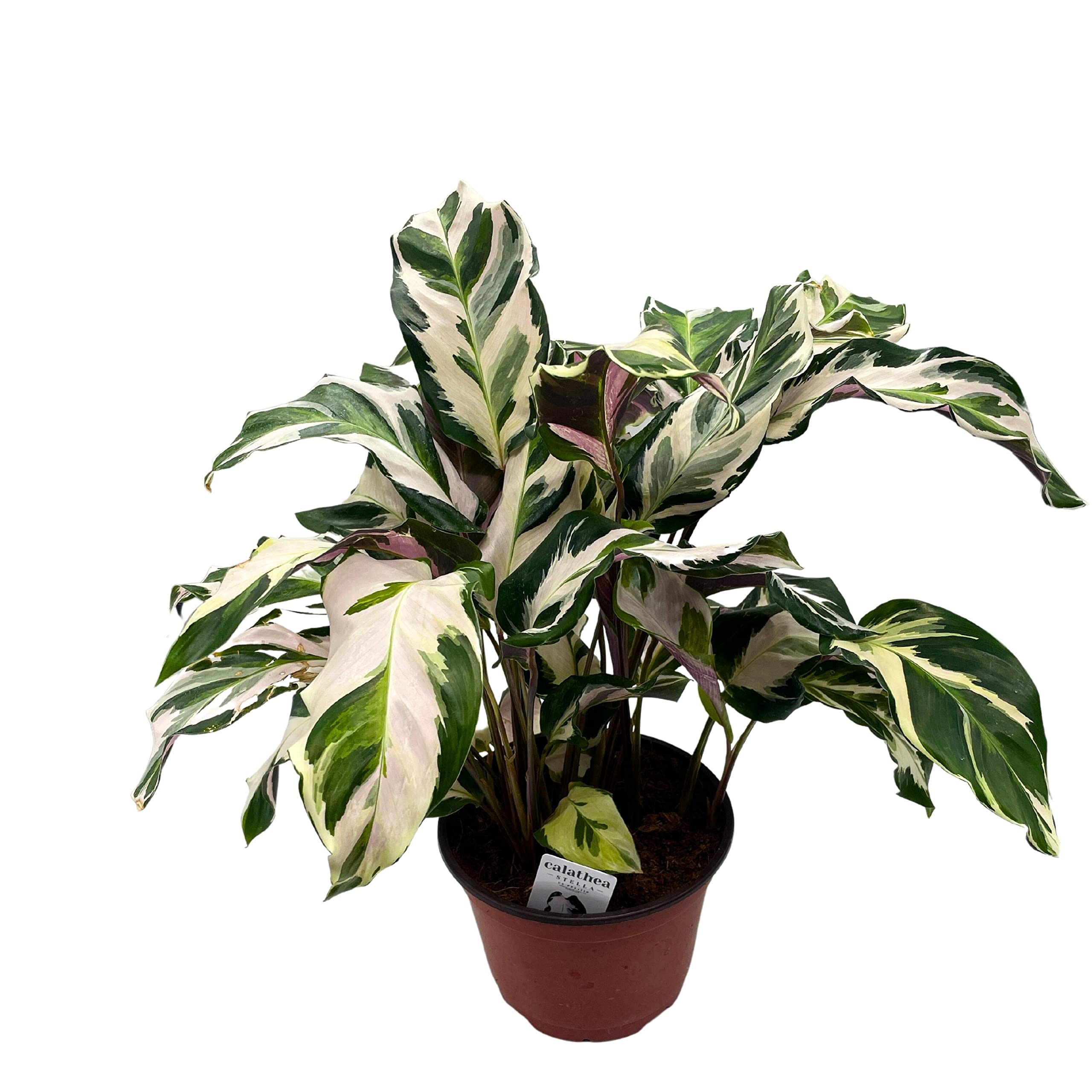 Amazon.com : BubbleBlooms Calathea Stella in a 6 inch Pot Beautiful White  Variegated House Plant Lietzei Fusion White : Patio, Lawn & Garden