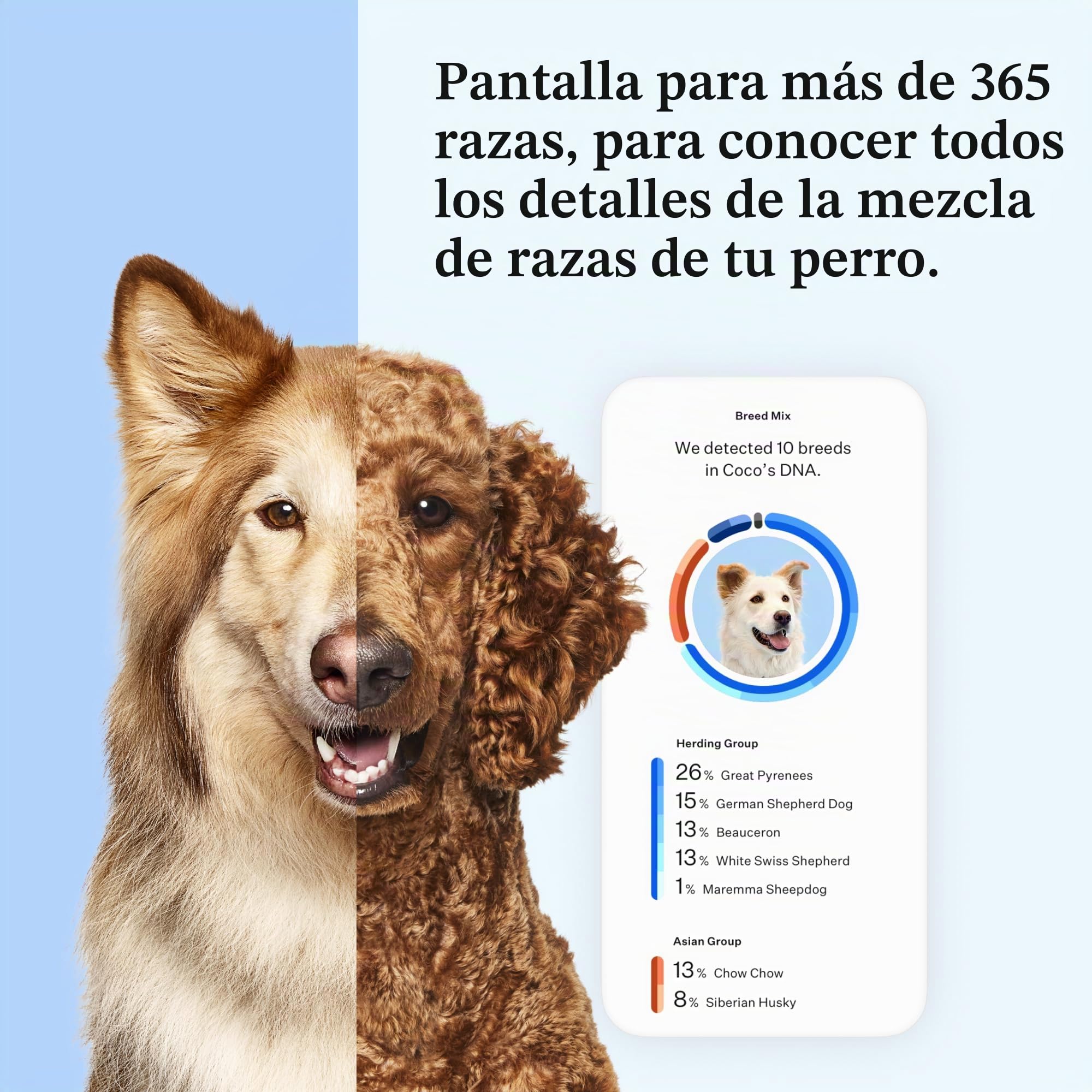 Wisdom Panel Esencial – Prueba de ADN para Perros ancestrales, Razas, propiedades y Pruebas de Salud