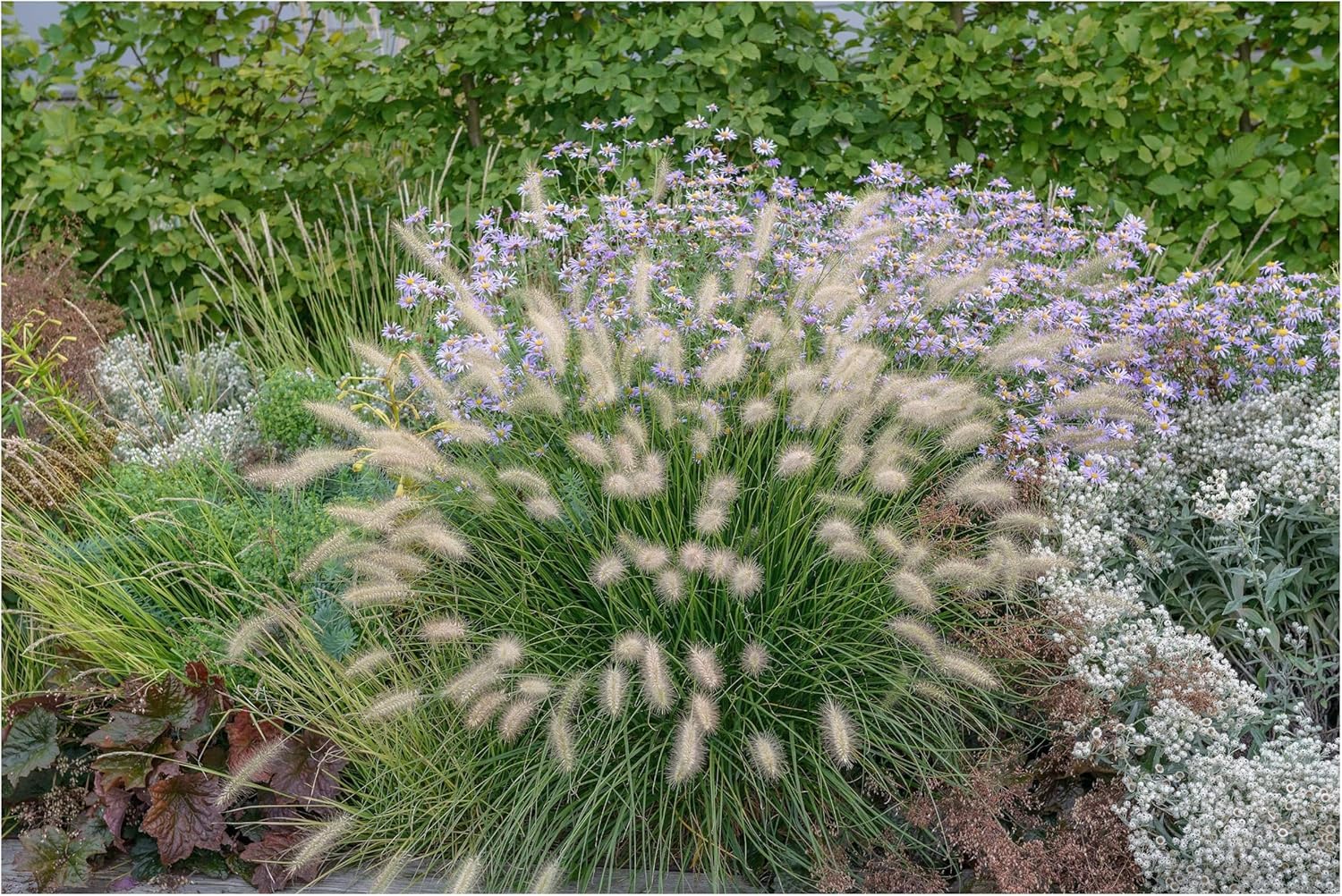 Stauden Gänge 6 x Ziergras Kollektion Ziergras winterhart | Hohes Ziergras für Sonne bis Halbschatten, Blüte August bis September, mehrjährig, 1 L Topf (11x11 cm)