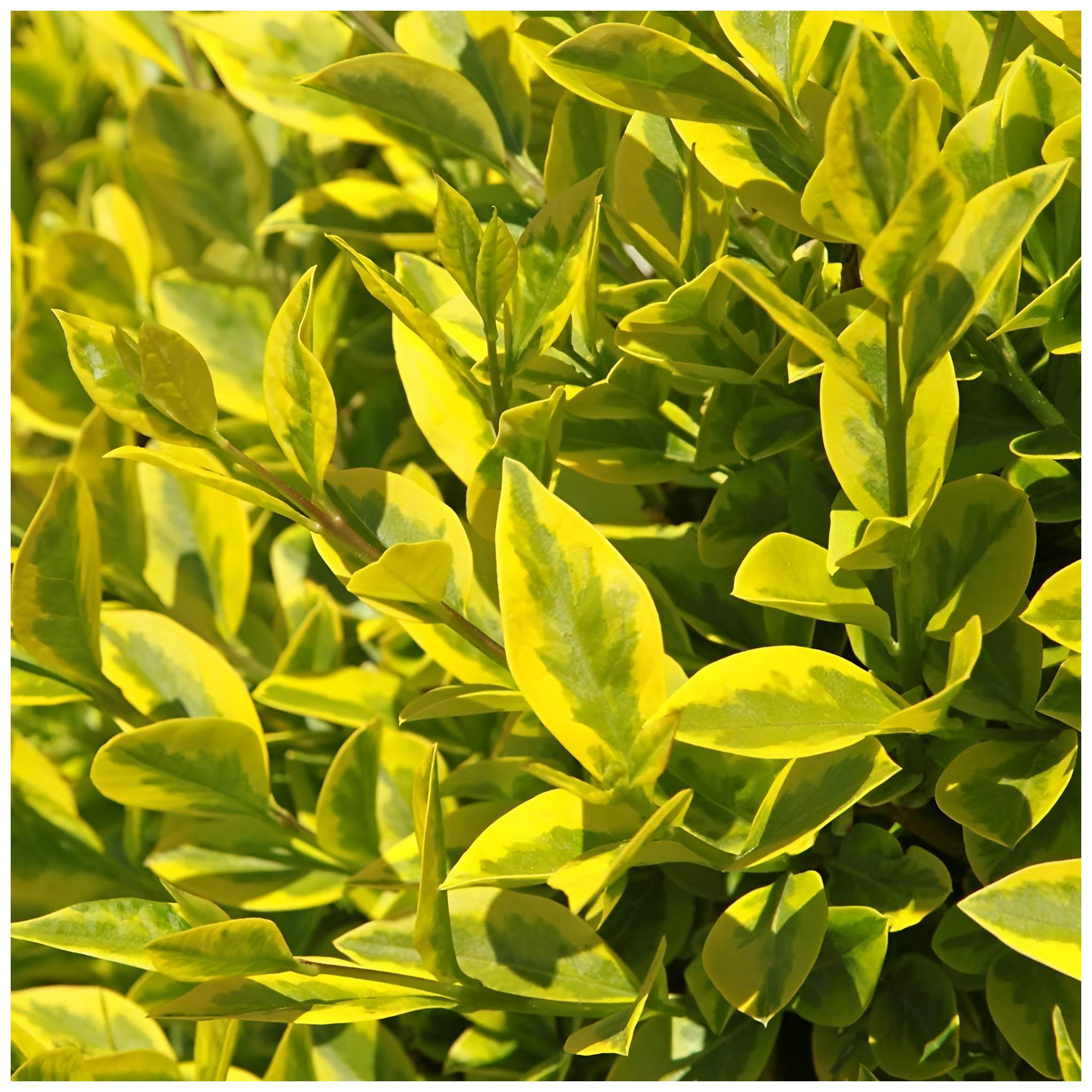 Stauden Gänge 10 x Ligustrum ovalifolium 'Aureum' Goldliguster winterhart | Goldene Heckenpflanze für Sonne bis Halbschatten, Blüte Juni bis Juli, mehrjährig, schnittverträglich, 9x9 cm Topf