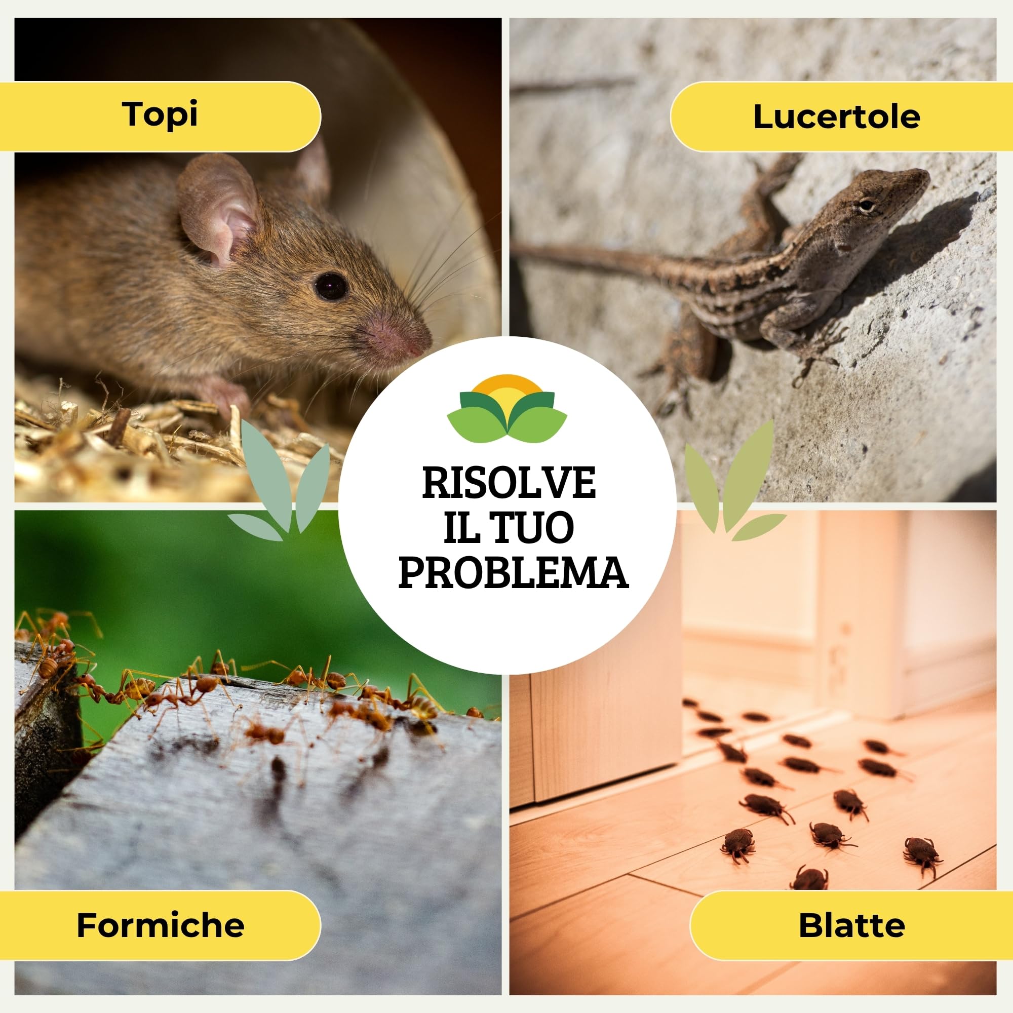 Albagarden - Trappola Adesiva MINI per Topi, Ratti, Scarafaggi, Formiche e Lucertole. Tavoletta con Colla Potente e Aroma Alimentare, Uso Interno ed Esterno x 2 Pz