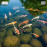 Zen Koi Pond Escape: Tranquil Japanese Garden Drifting Beneath Sakura Petals – Floating Lanterns & Gentle Water Ripples 4K Screensaver