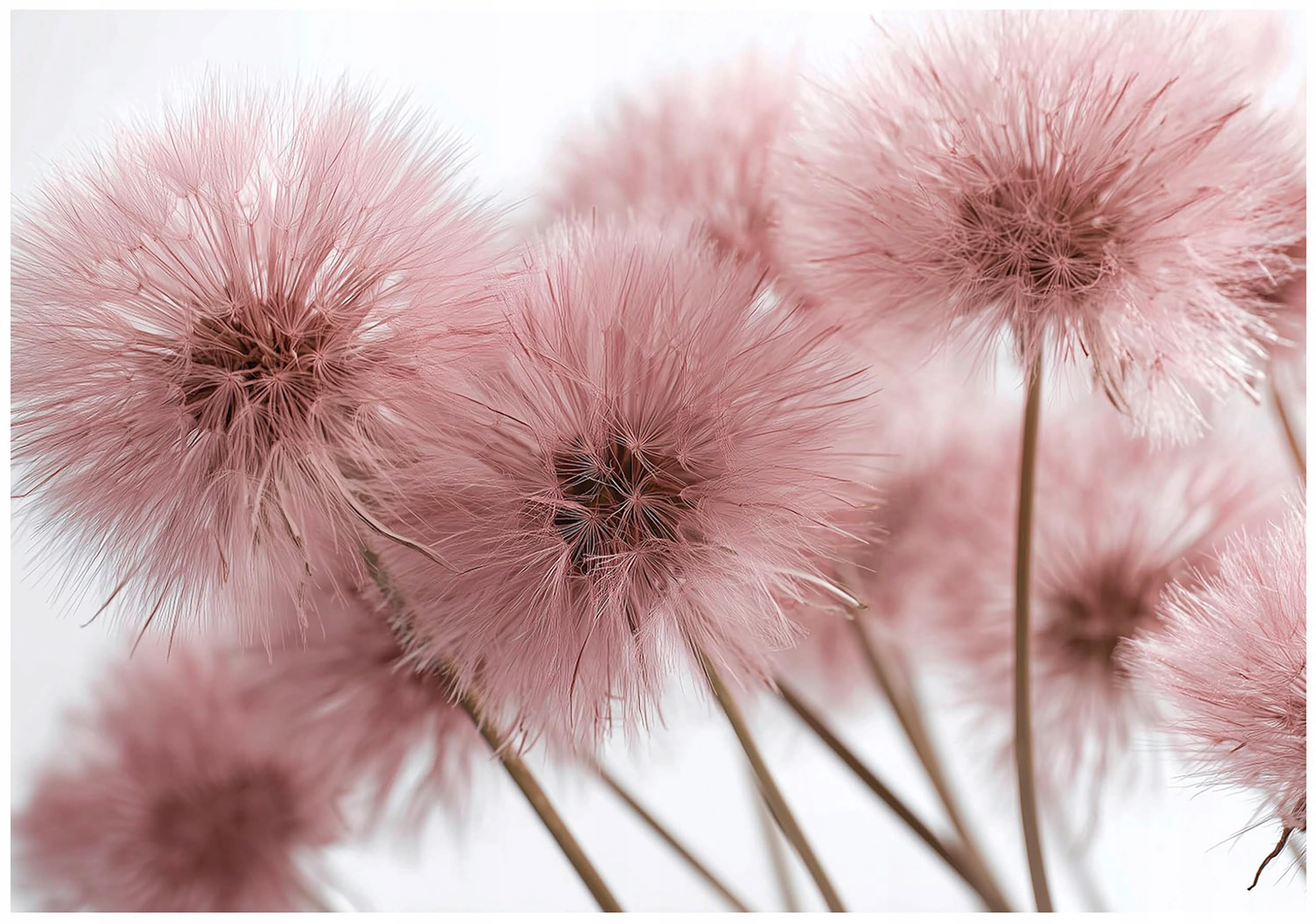 WallArena - Carta da parati fotografica - Boho 350x250 cm - Murale fotografico - Per soggiorno e camera da letto - Effetto 3D - con Colla - Fiori di tarassaco rosa naturale