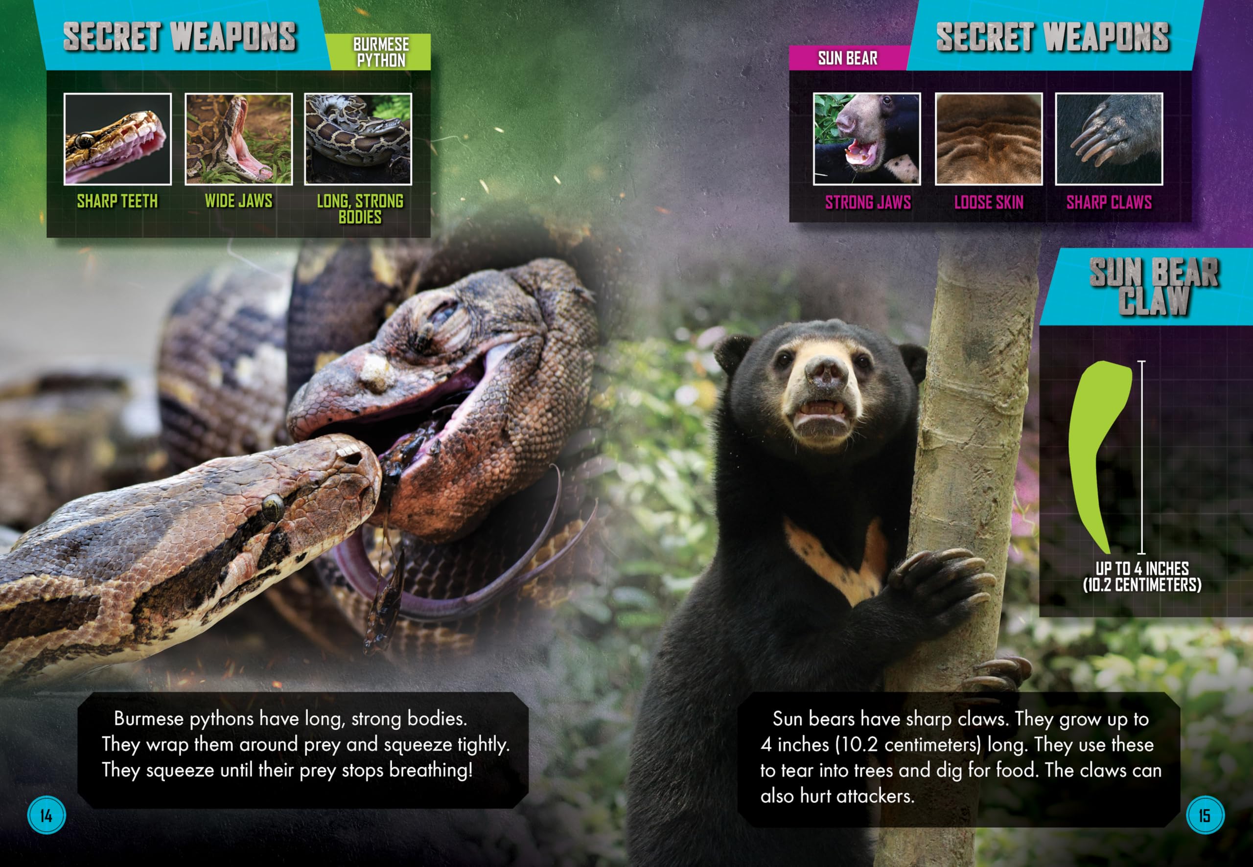 Burmese Python Vs. Sun Bear