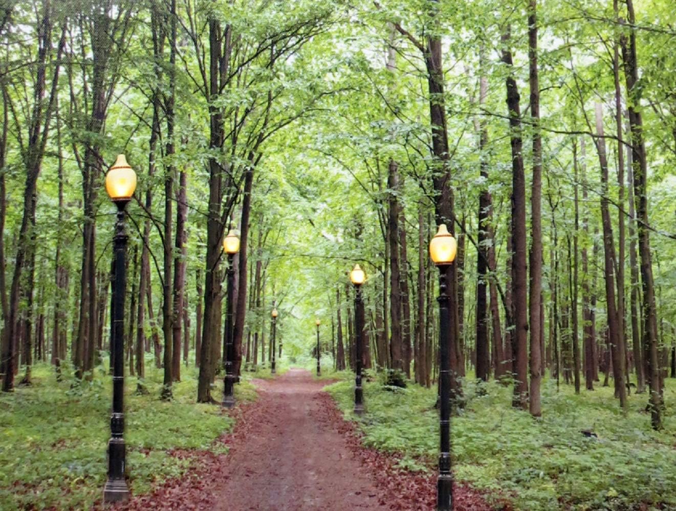 Lighted Canvas Woodland Path Picture with Timer LED 12" x 16" x 1" - Requires 2 AA Batteries, not Included - Perfect for Spring, Summer, Or All Year Long