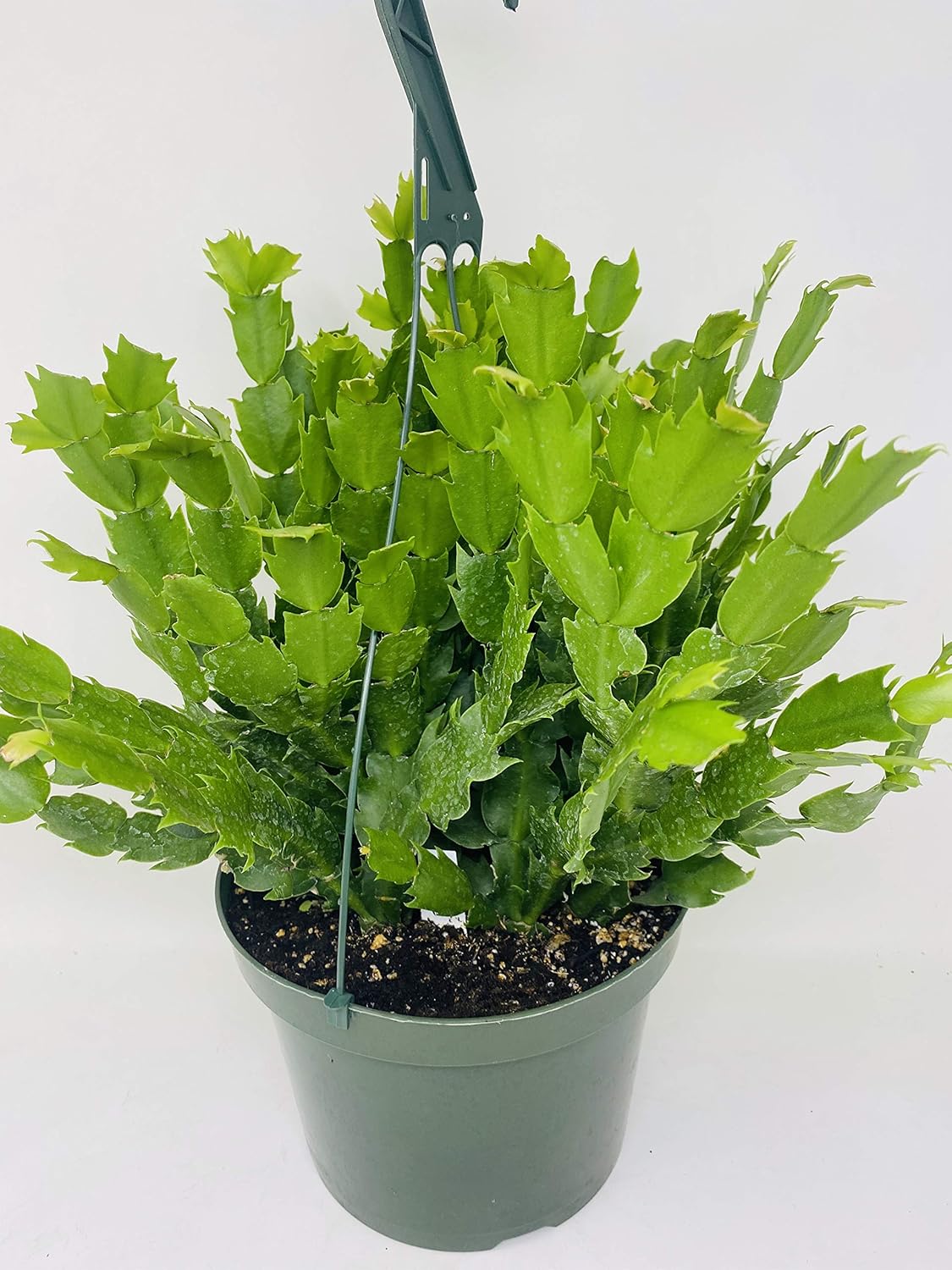 White Christmas Cactus Plant -Zygocactus - 8" Hanging Basket
