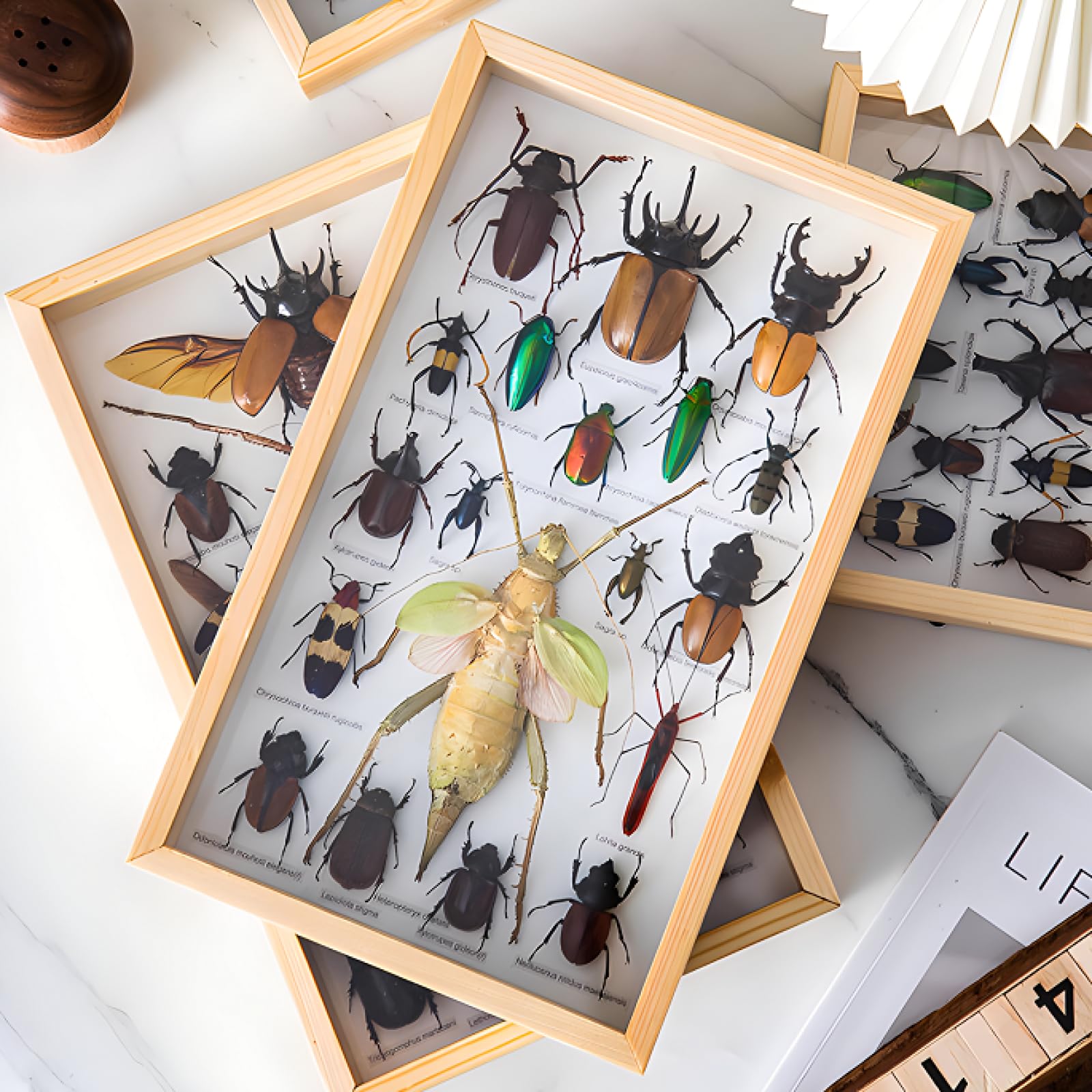 DRXRD Vitrina de Insectos Reales, Caja de Taxidermia de Insectos Mixtos con Marco de Madera y Cierre para Colgar, para Educación y Enseñanza (34 x 20.5 x 4.3cm) A