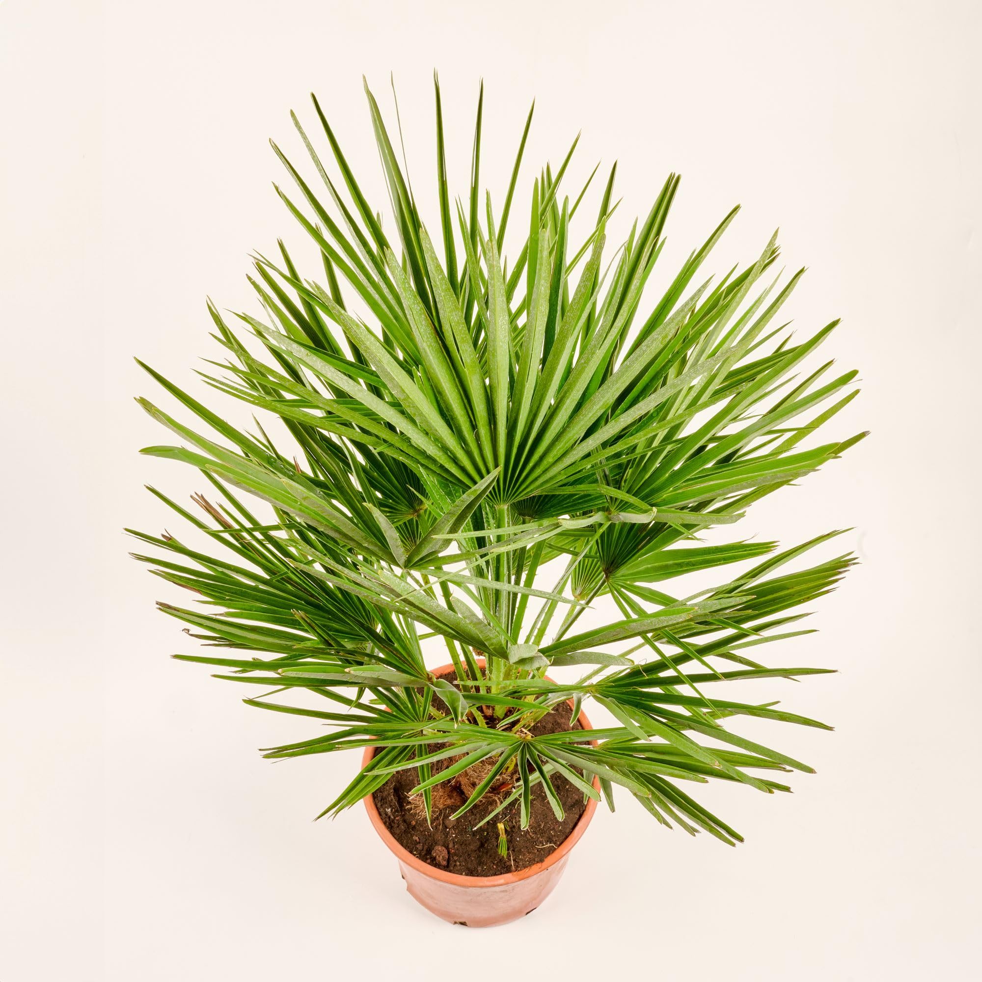 Meine Orangerie 'Mittelmeer Zwergpalme' - Winterharte Palme im Ø 22cm Topf - ca. 120cm inkl. Topf - Frosthart bis -12 Grad - Europäische Zwergpalme winterhart - Chamaerops humilis (Topf Ø 22cm)
