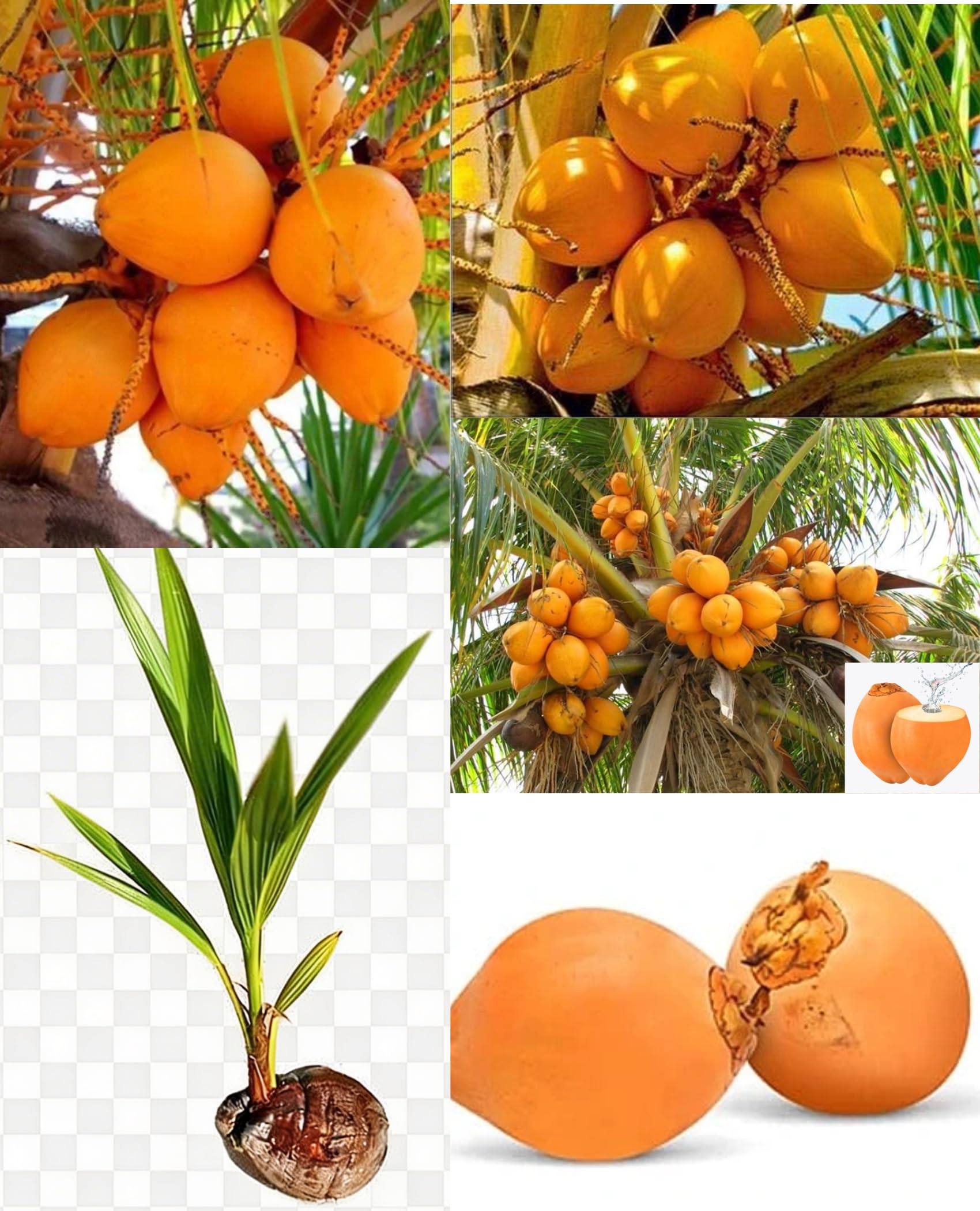 Chowghat Orange Dwarf Premium High Yield Tender Nariyal Tree | Sweet Hybrid Coconut Variety 1.5-2 ft | Hardy Fast Growing Outdoor Coconut Plant (pack of 1)-image-38