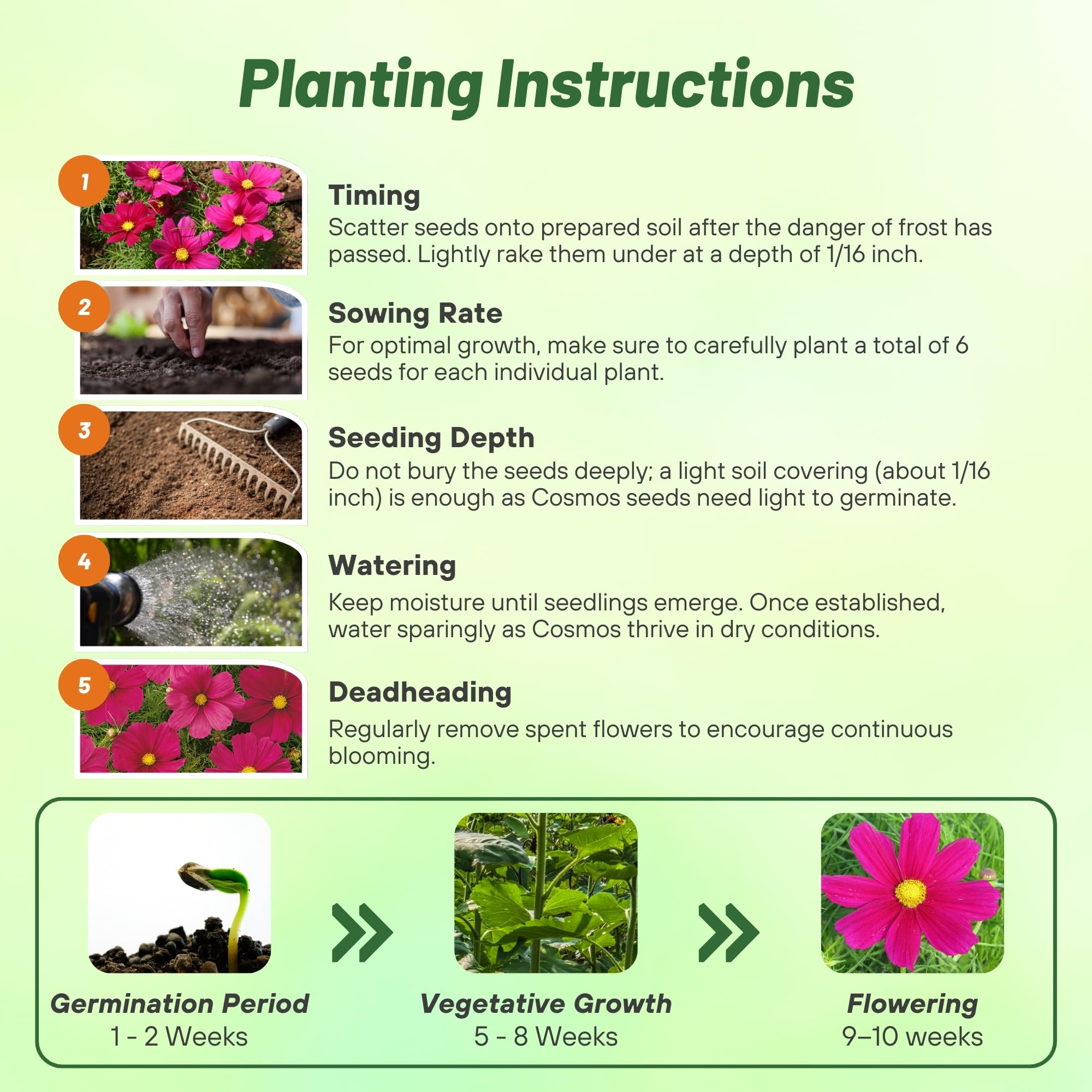 Sonata Carmine Cosmos Bipinnatus Seeds – 50 piezas anuales, fáciles de cultivar y tolerantes a la sequía, semillas de flores para plantar con flores compactas montículas, ideales para 4