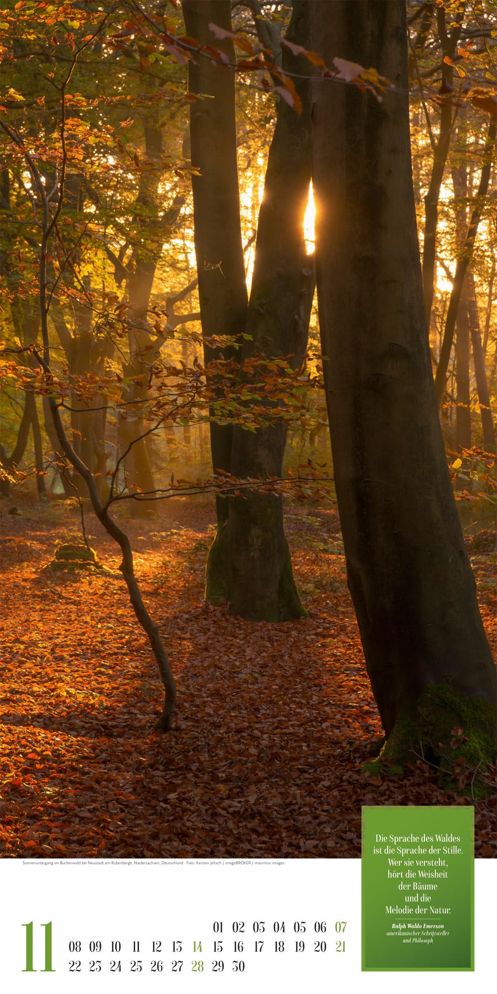 Mythos Wald Literatur-Kalender 2027: Abwechslungsreicher Natur-Kalender im schlanken Hochformat (33x66 cm) | Wald-Motive mit Zitaten