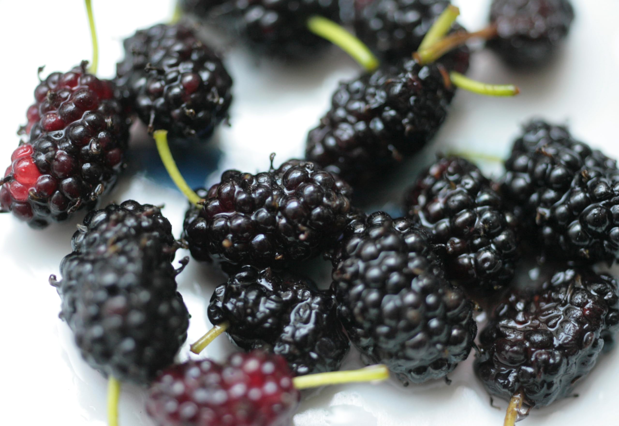 See full amazon price history chart for The Royal Crafty Air Layered Healthy Shahtoot/Mulberry Long Variety Fruit Grafted Fresh and Healthy live Plant The Royal Crafty Air Layered Healthy Shahtoot/Mulberry Long Variety Fruit Grafted Fresh and Healthy live Plant (B0CV7M787F) Amazon Price History, Amazon Price Tracker