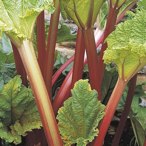 Miniatura 3 de RHUBARB Victoria - Fruta-Vegetal - 0.05 oz 20+ Semillas Perennes