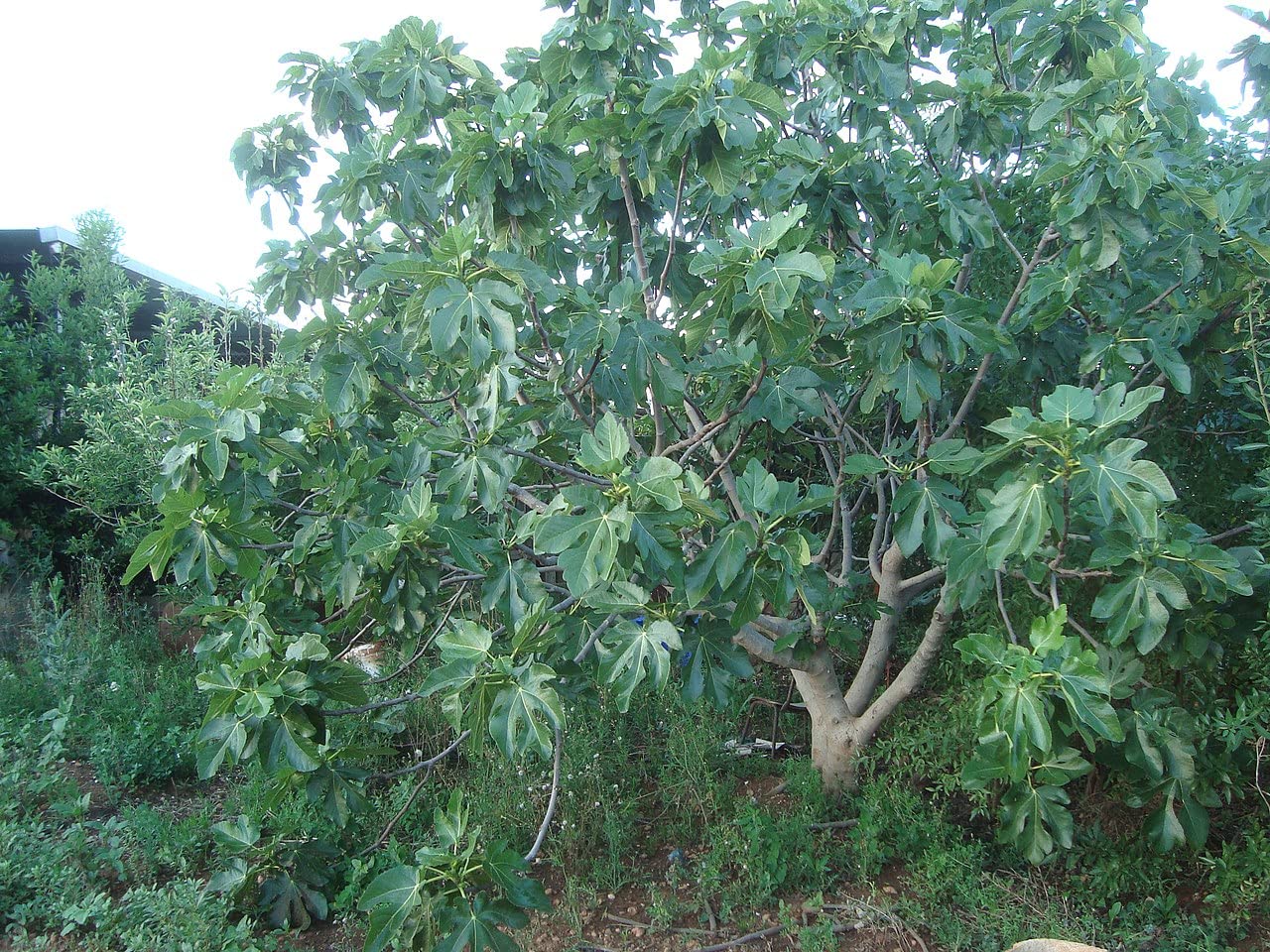100 Semillas de Higo (Ficus carica)