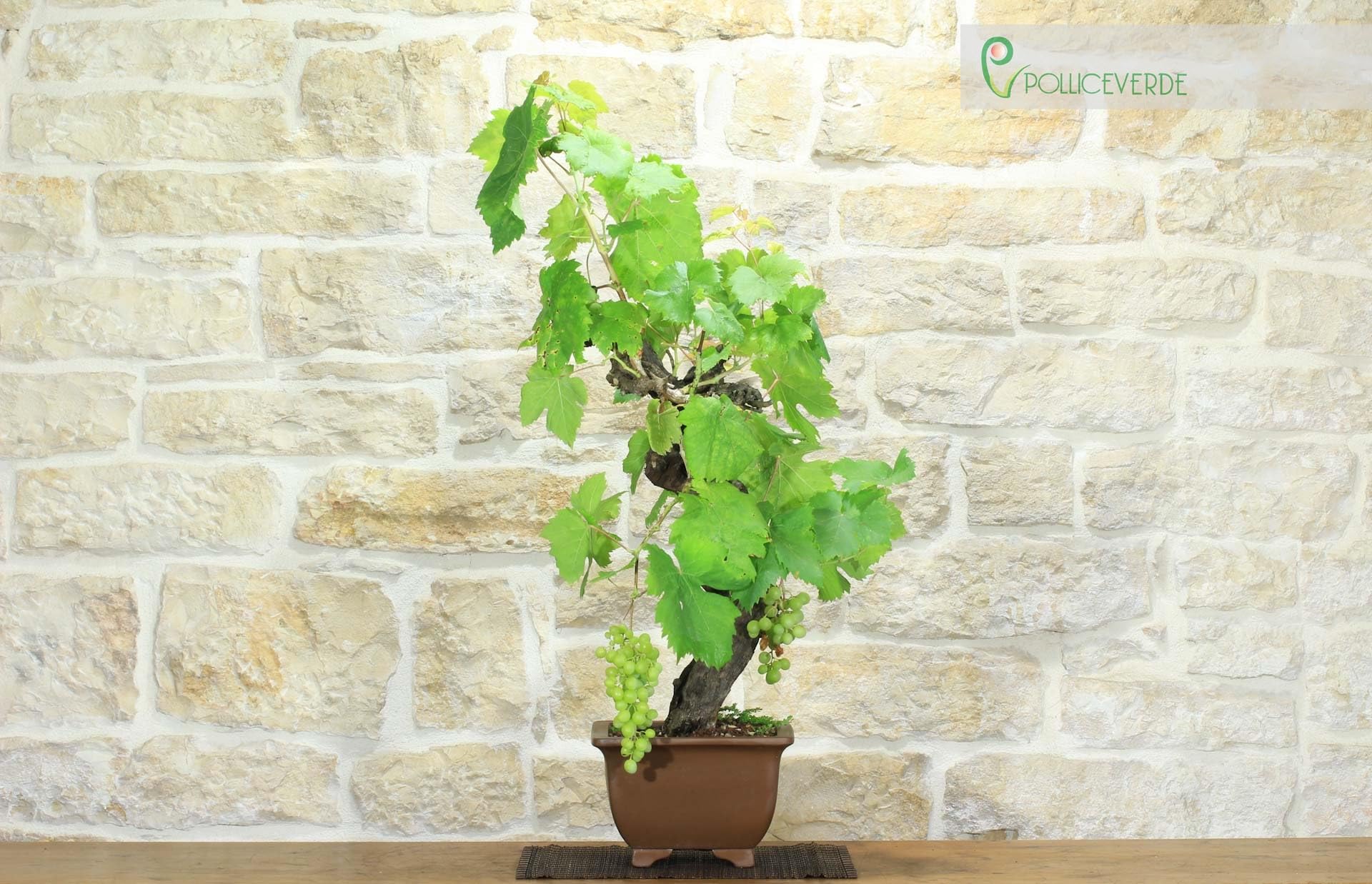 Bonsaï de vigne (111)