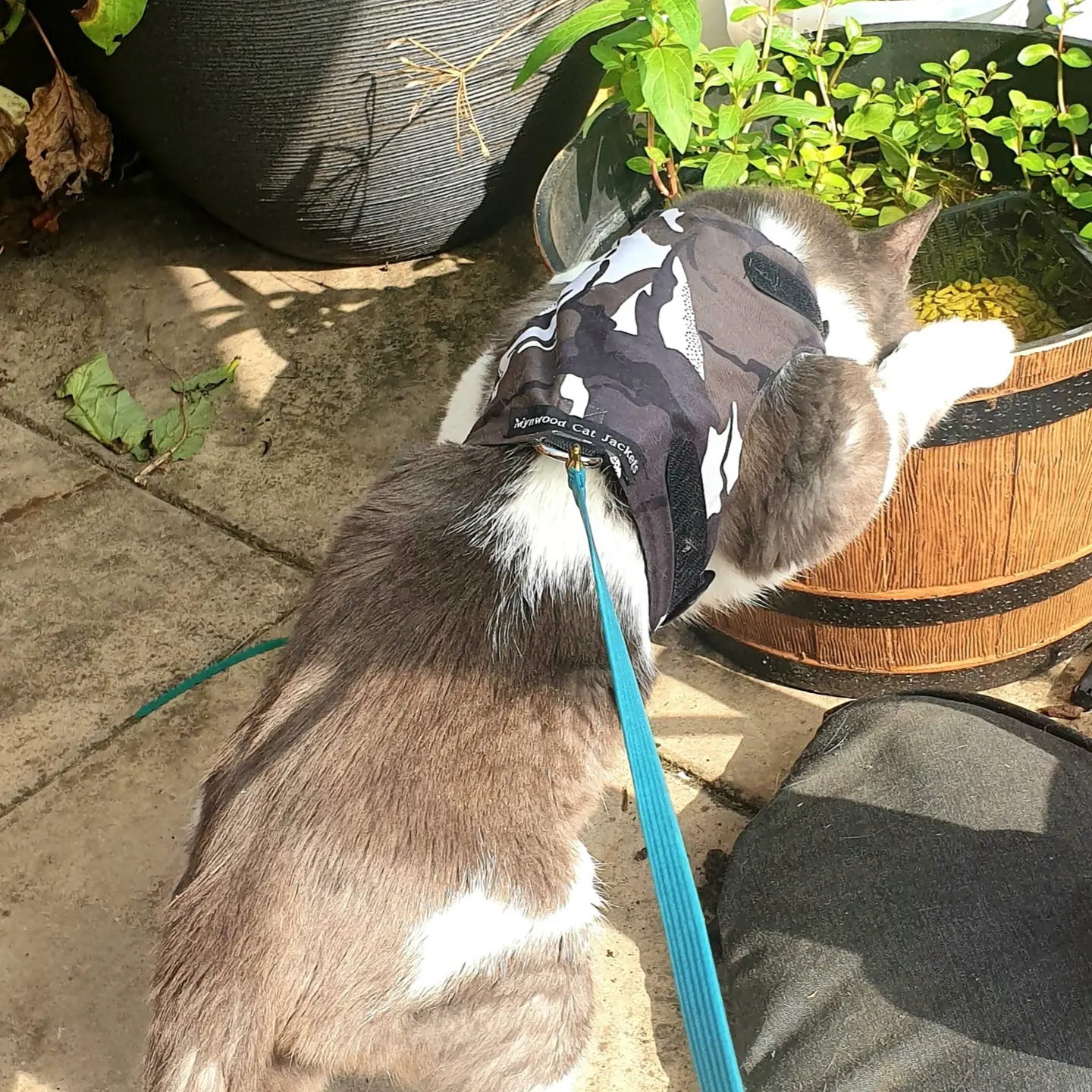 Mynwood Cat Jacket/Harness Arctic Combat Adult Cat Amazon.co.uk Pet