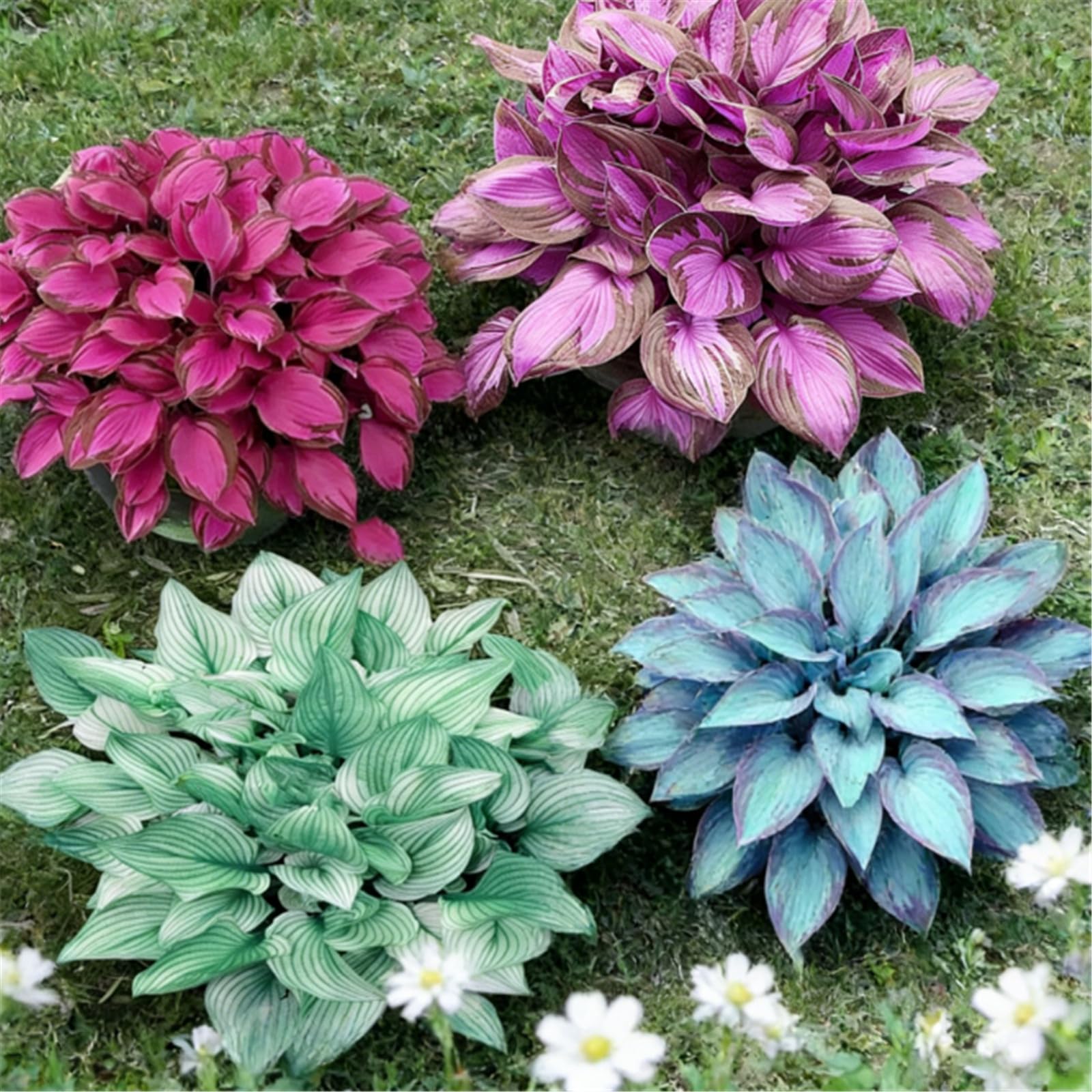Bare-Root Hosta - Easy-to-Grow Perennial - Many Varieties and Colors - Perfect for Outdoor Landscaping/that Grow Fast/Golden Jade Carving-8 Roots-Verdiano