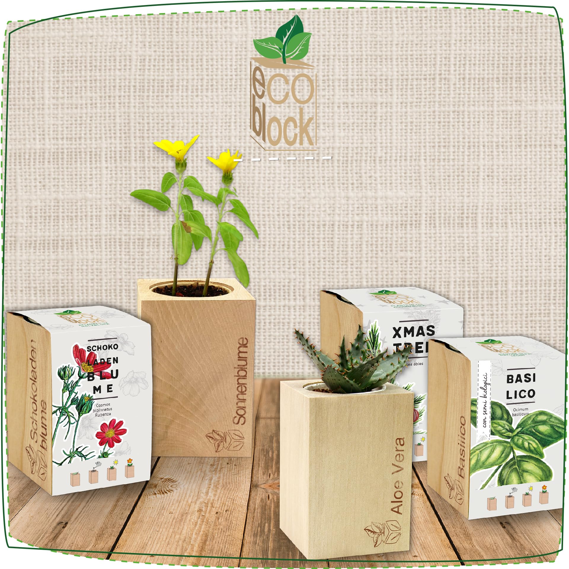 Feel Green ecoblock Rajski ptak kwiat, zrównoważony pomysł na prezent (100% przyjazny dla środowiska), Grow Your Own/zestaw do uprawy, rośliny w bloku drewnianym, wyprodukowano w Austrii