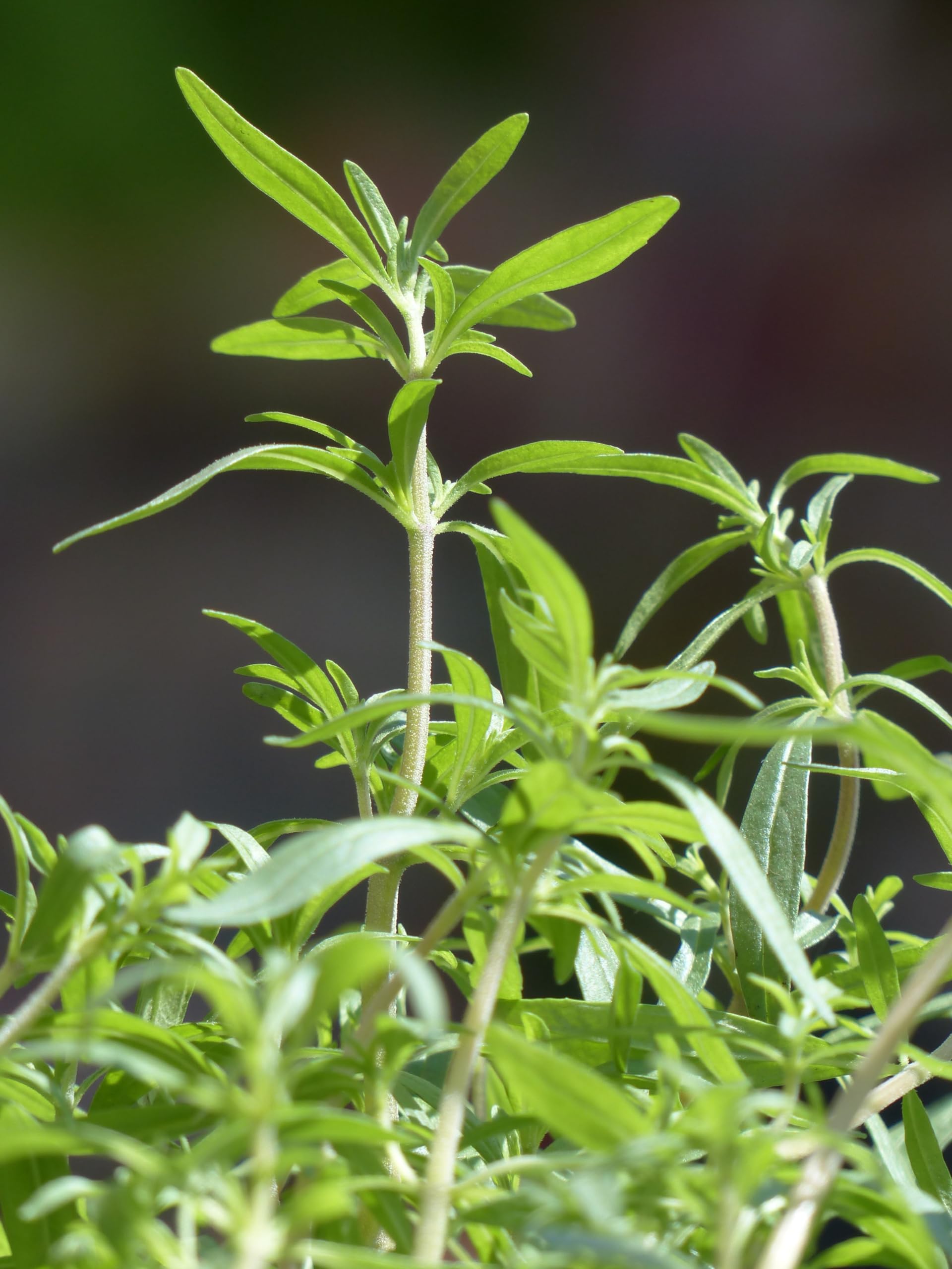 Sommer Bohnenkraut (Satureja hortensis) Samen. Küchenkraut, Heilpflanze (20000 Samen = 18,0g)
