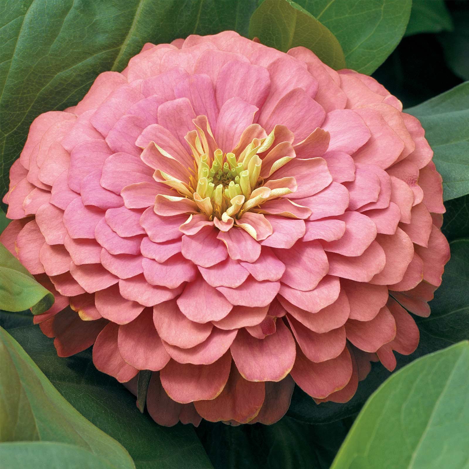 Amazon.com : Zinnia Flower Garden Seeds - Magellan Series - Salmon