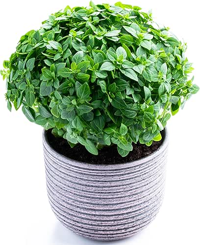 Dwarf Greek Basil Seeds for Planting - Heirloom | Non-GMO