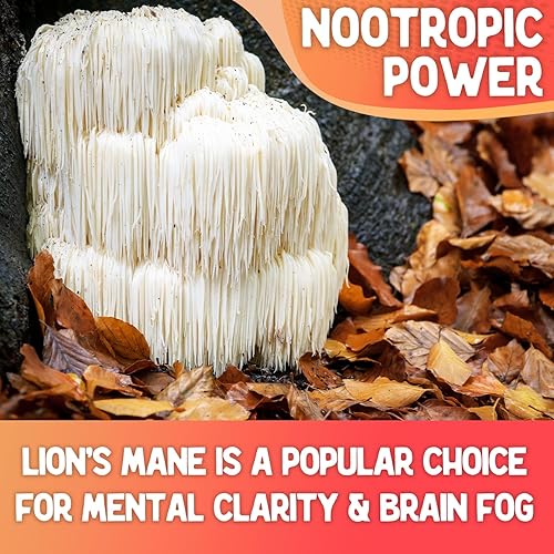 Miniatura 4 de XPRS Nutra Mezcla de polvo de hongos orgánicos Fungi Fusion, mezcla premium de melena de león, Reishi, Chaga, Cordyceps para claridad mental