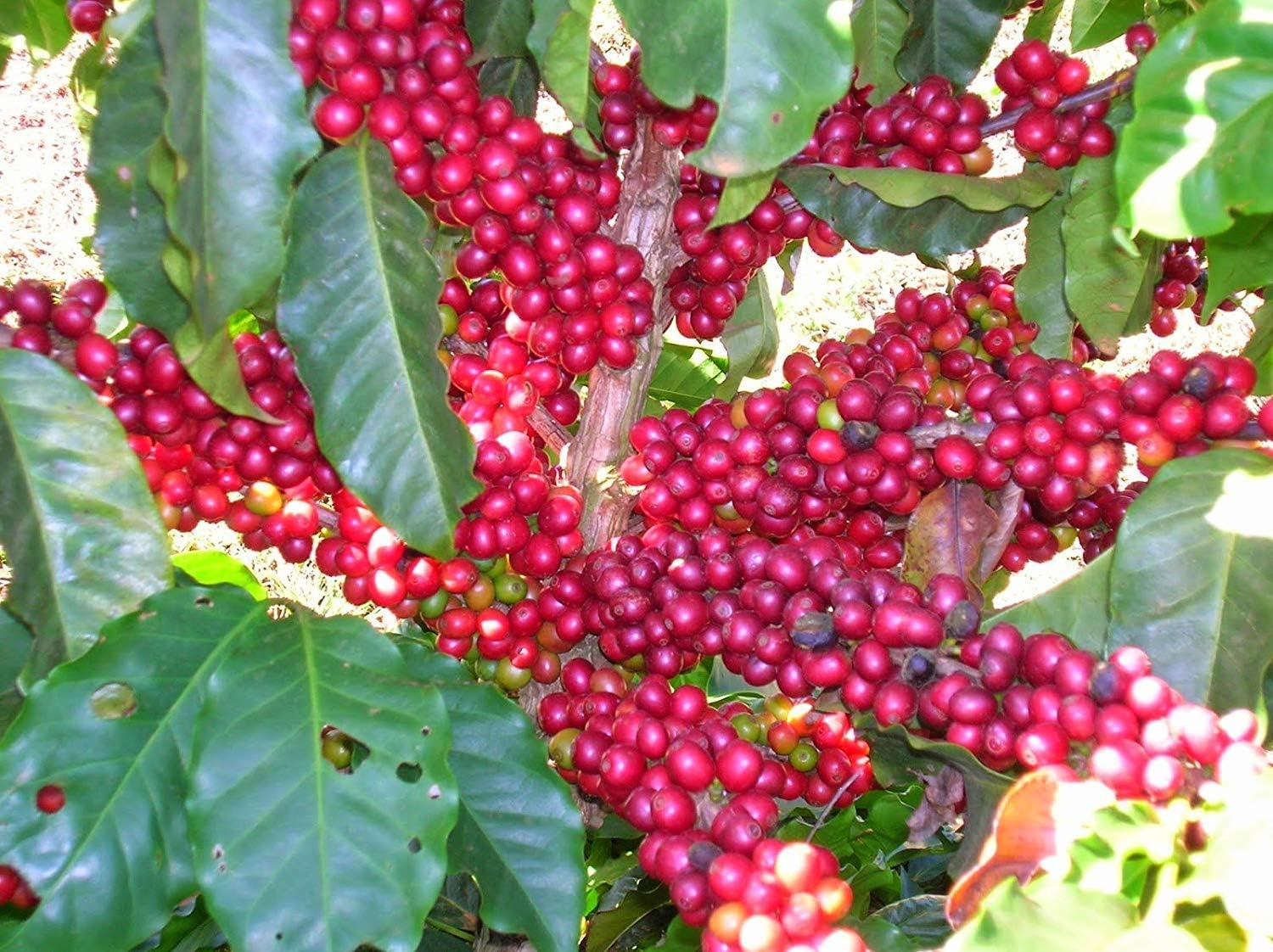 Rare Coffee Bean Spice Fruit Seed"Robusta" Exotic 25 Tree seeds for Growing