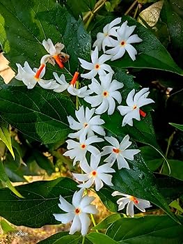 Parij Xilton tugatdi Parij Xilton tugatdi