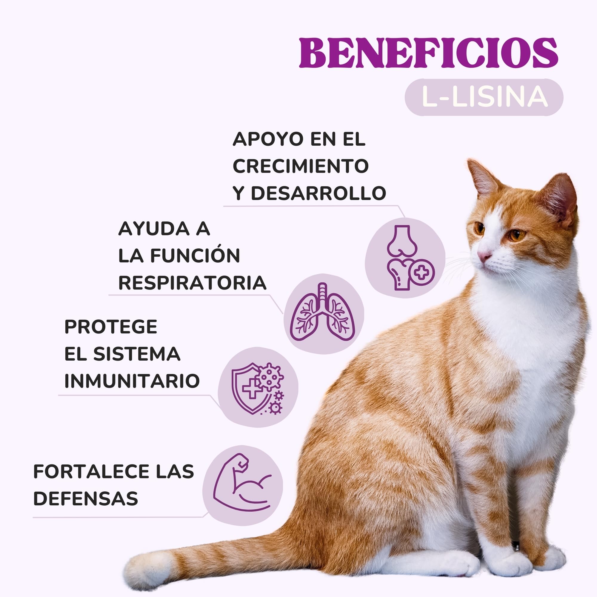 Lisina Gatos con Aminoácidos Esenciales para Reforzar el Sistema Inmunitario, Apoyar Las Vías Respiratorias y Prevenir el Herpes Felino, Suplemento Natural para Todas Las Razas y Edades