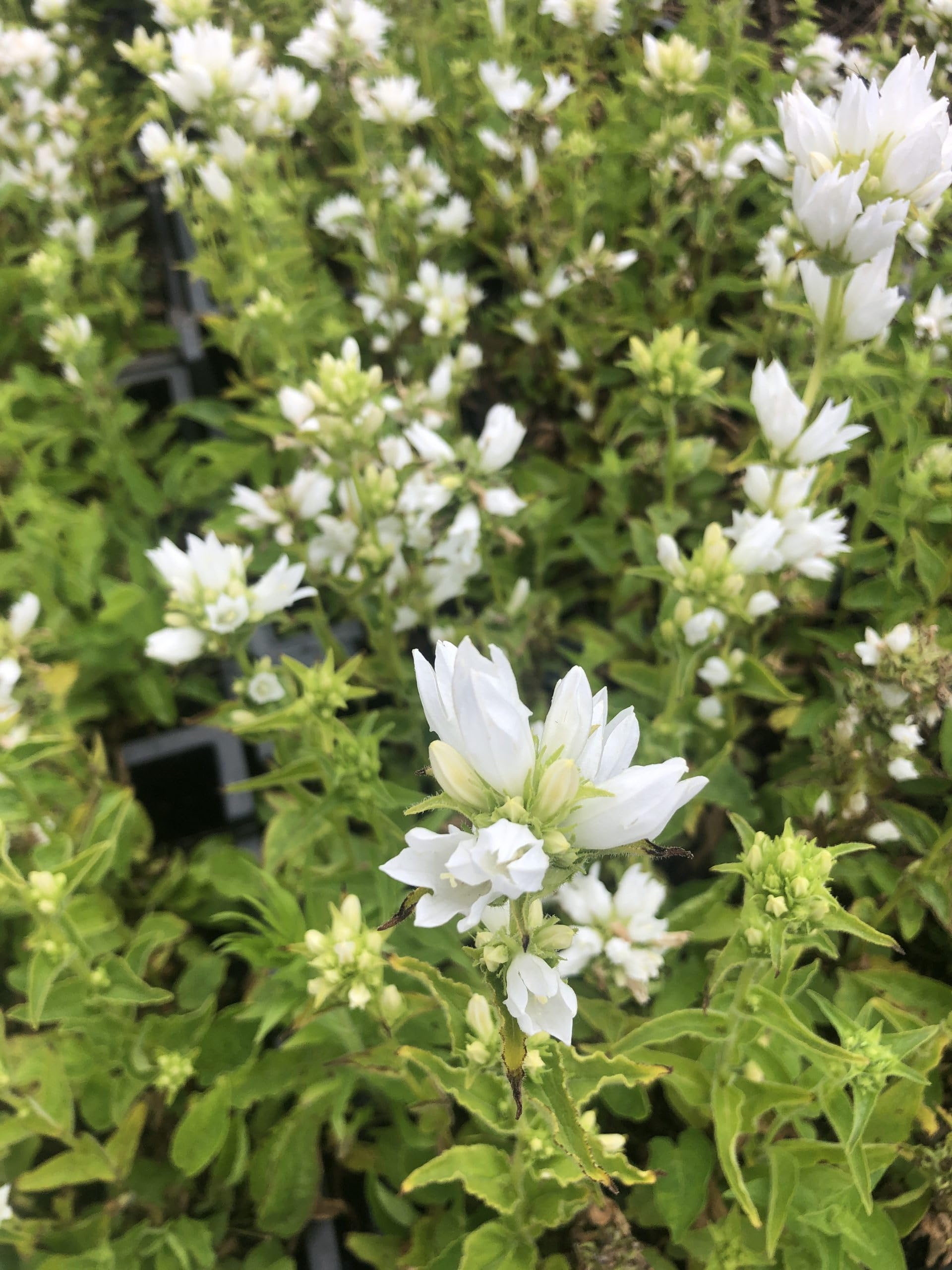 6x Horloge - Campanula glomerata 'Alba' | 9x9 cm pot