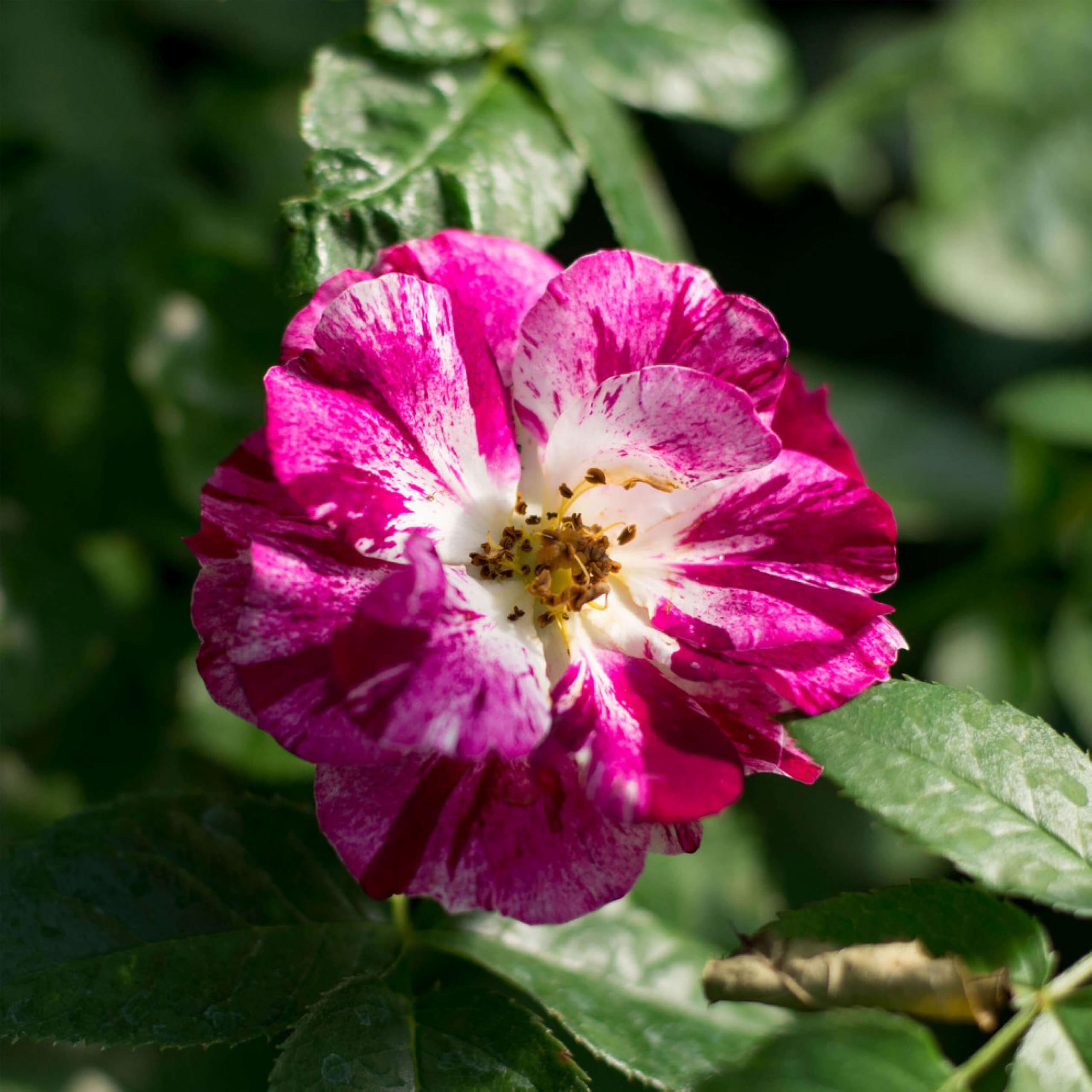 Heirloom Climbing Rose Purple Splash