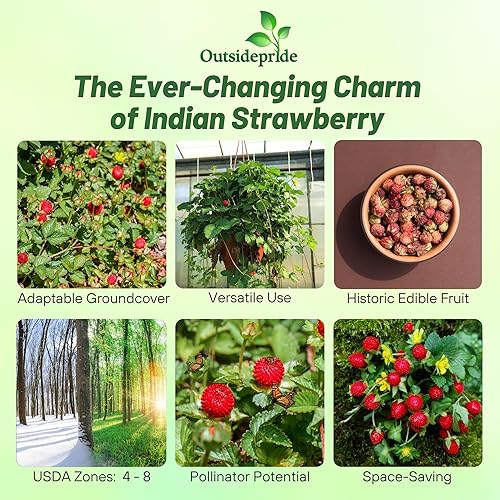 Vista 2 de Outsidepride Plantas frutales indias de fresa y cobertura del suelo - 500 semillas