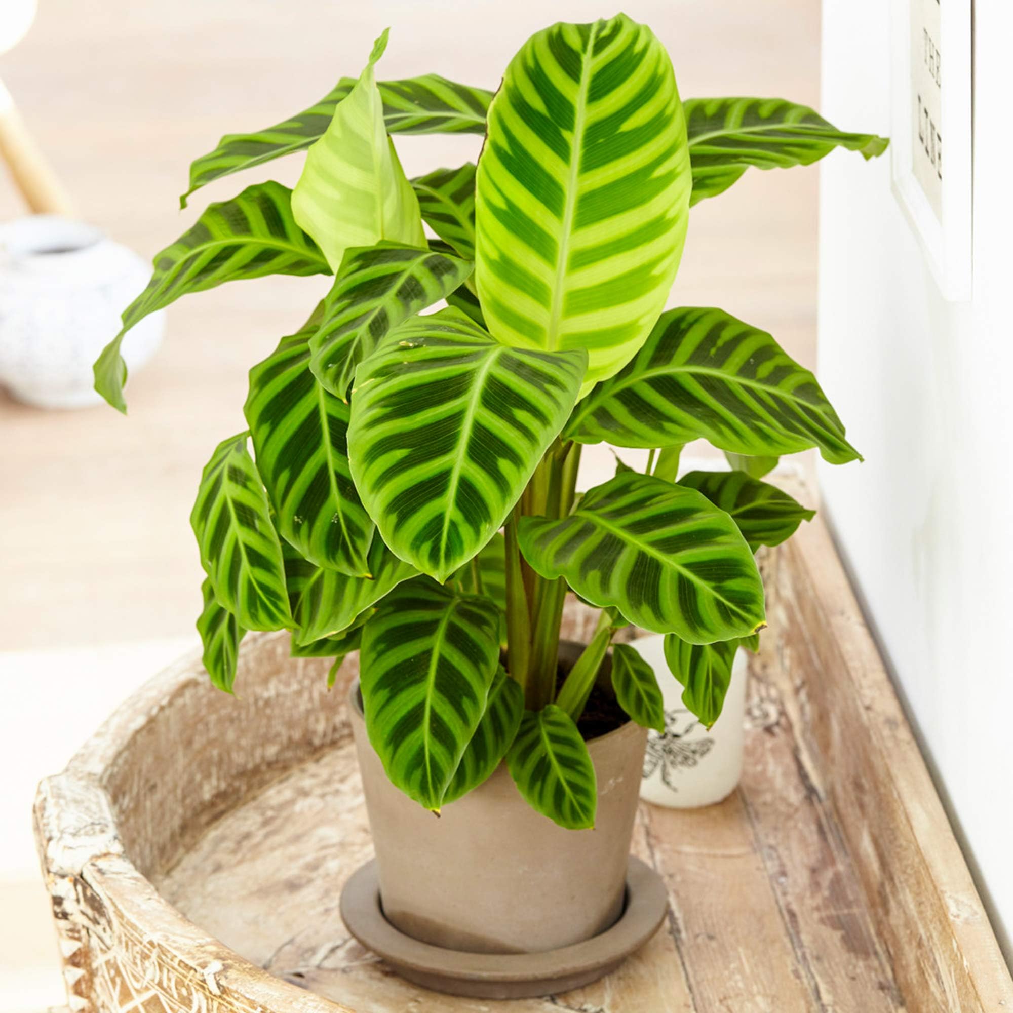 – Evergreen Calathea Zebrina | Indoor Zebra Plant | 30-40cm with Pot