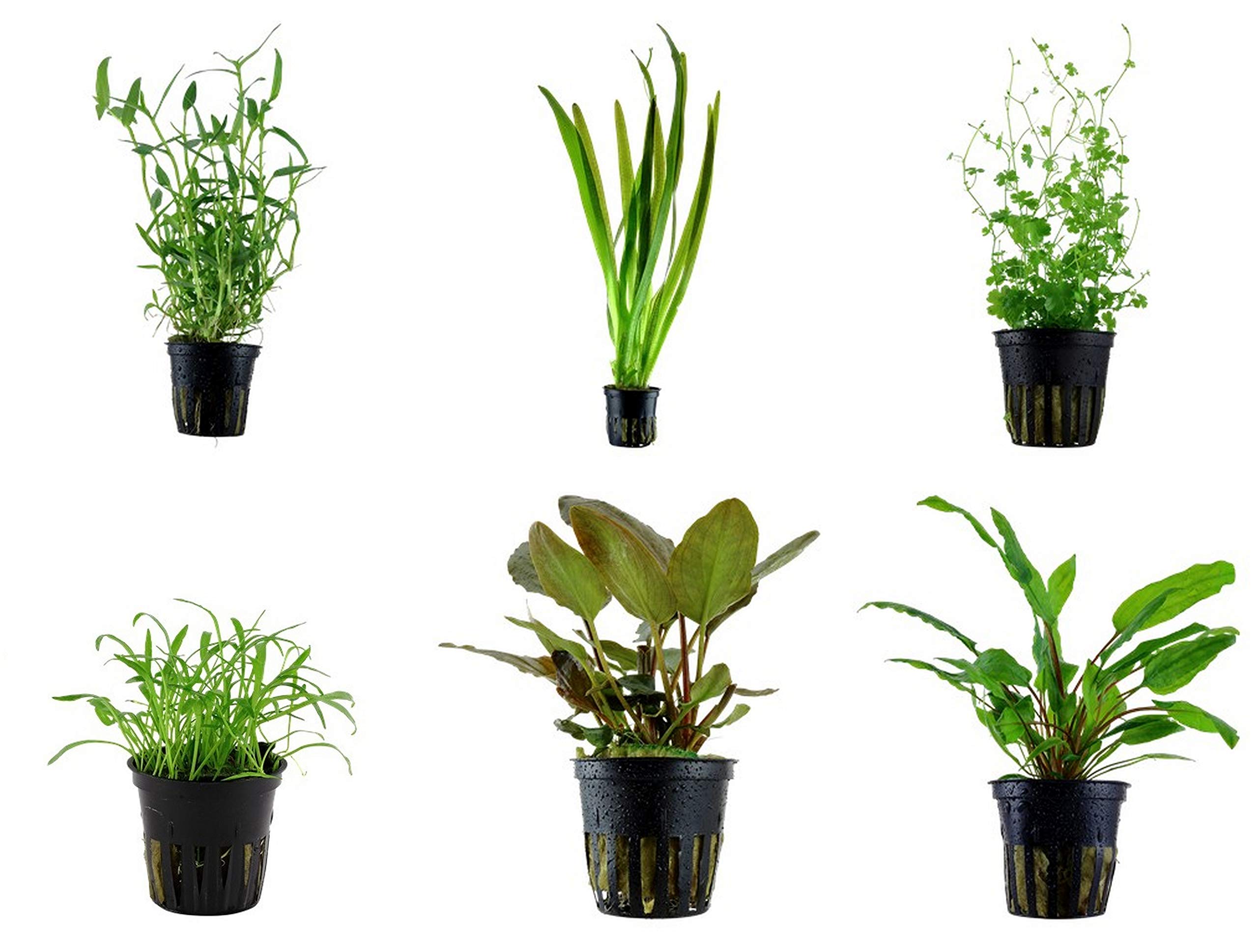 Tropica Zestaw dla początkujących z 6 prostą doniczką, rośliny akwariowe, zestaw nr 28, rośliny wodne, akwarium, rośliny akwariowe