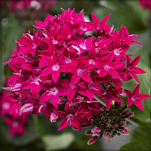 Miniatura 2 de Más de 1000 semillas perennes de Pentas Lucky Star para plantar al aire libre, flores de Pentas Lanceolata sin OMG, semillas de racimo de estrellas