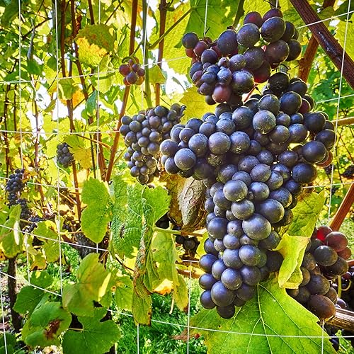 Miniatura 7 de Seedfactor Red de enrejado de plantas de 5 x 15 pies, red de cultivo de poliéster resistente, red de enrejado de jardín con malla cuadrada para