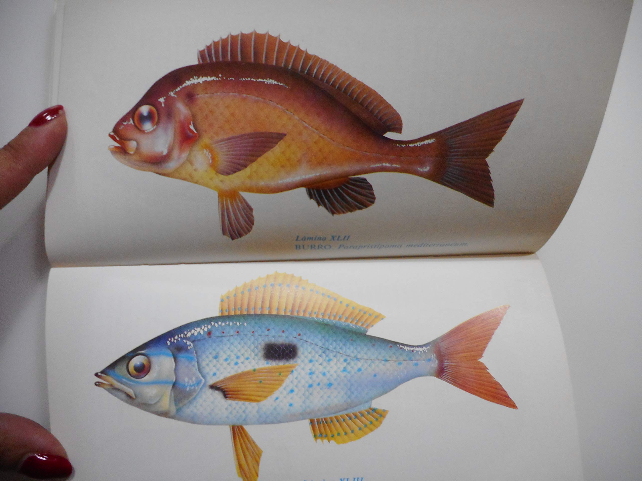 Guia de especies de pescados y mariscos